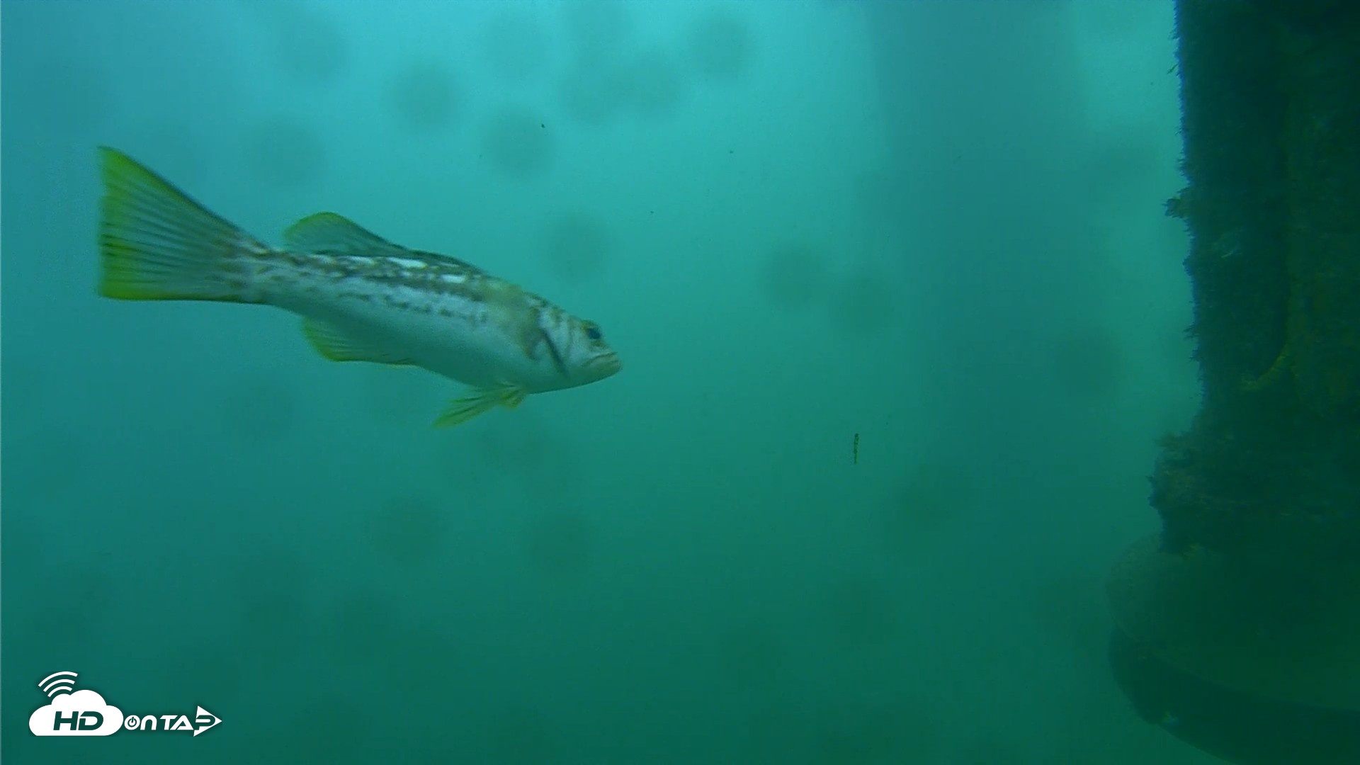 Snapshot of Scripps Pier Underwater Live Webcam taken Jul 29, 2026, 8:10am PDT