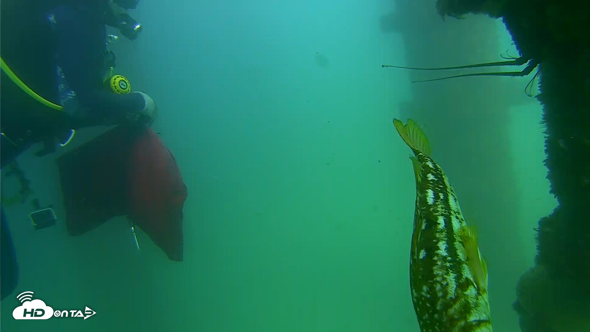 Snapshot of Scripps Pier Underwater Live Webcam taken Sep 18, 2026, 3:12pm PDT
