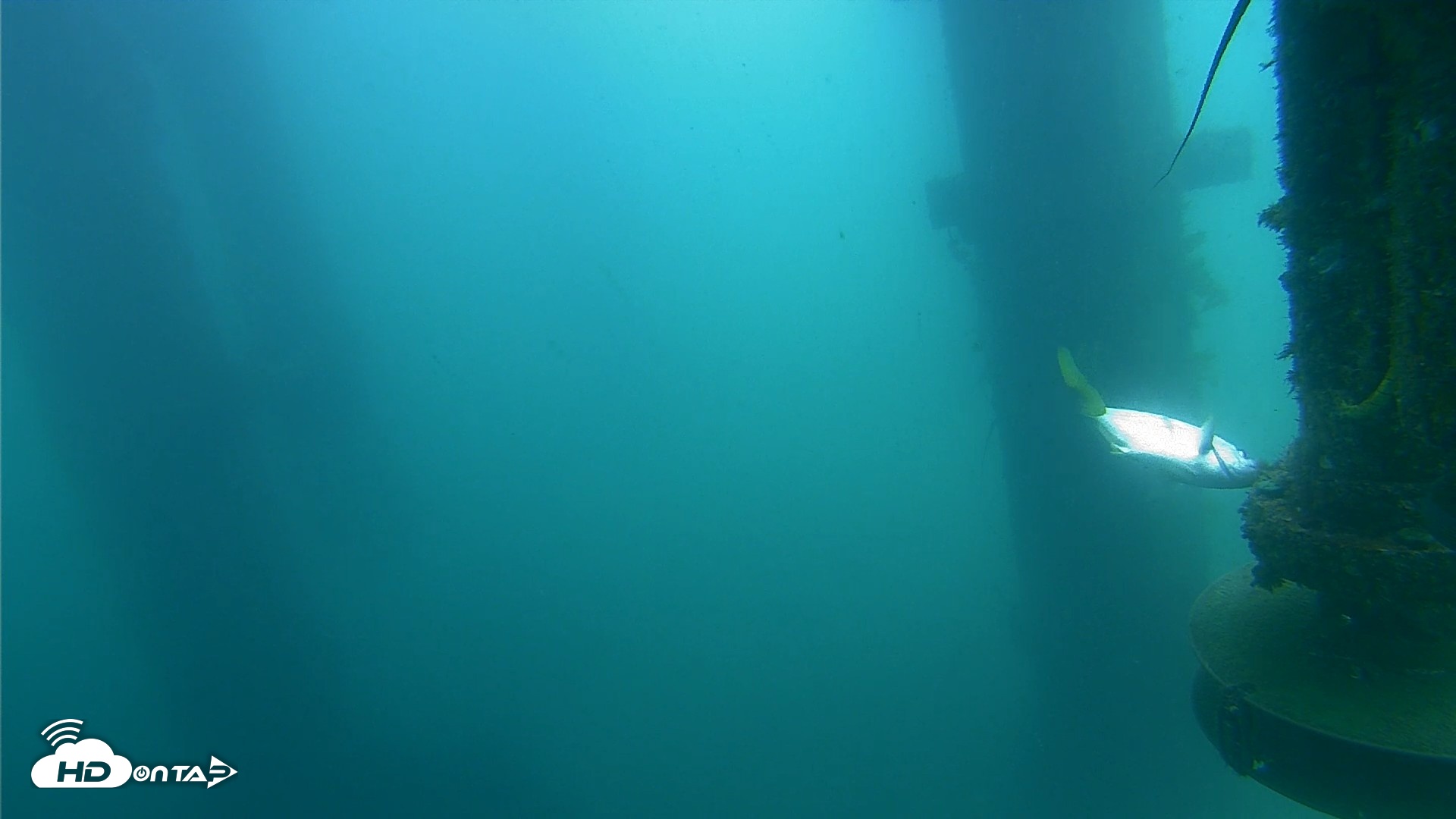 Snapshot of Scripps Pier Underwater Live Webcam taken Jul 22, 2026, 12:00pm PDT