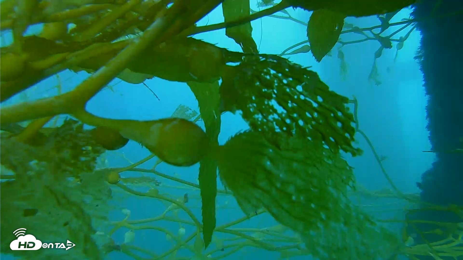 Snapshot of Scripps Pier Underwater Live Webcam taken Sep 30, 2026, 4:55pm PDT