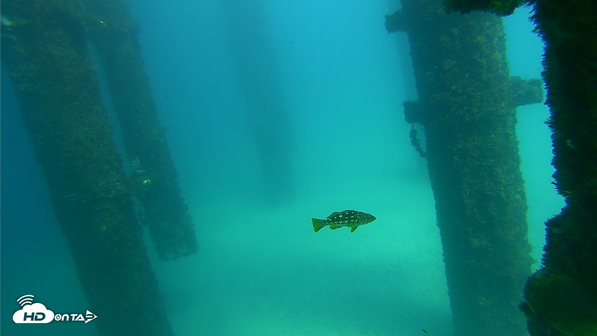 Snapshot of Scripps Pier Underwater Live Webcam taken Sep 24, 2026, 2:34pm PDT