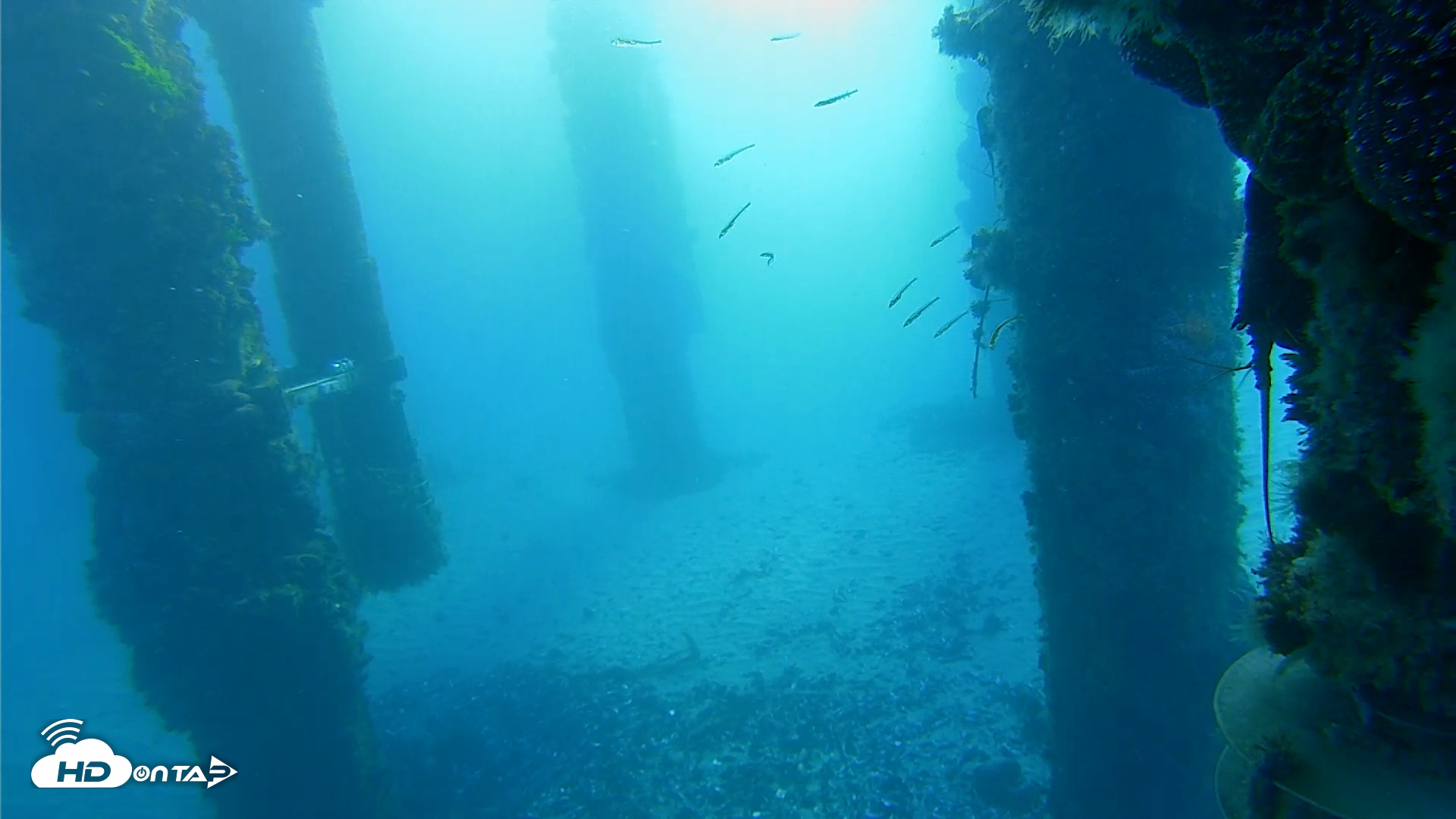 Snapshot of Scripps Pier Underwater Live Webcam taken Jan 27, 2026, 7:30am PST