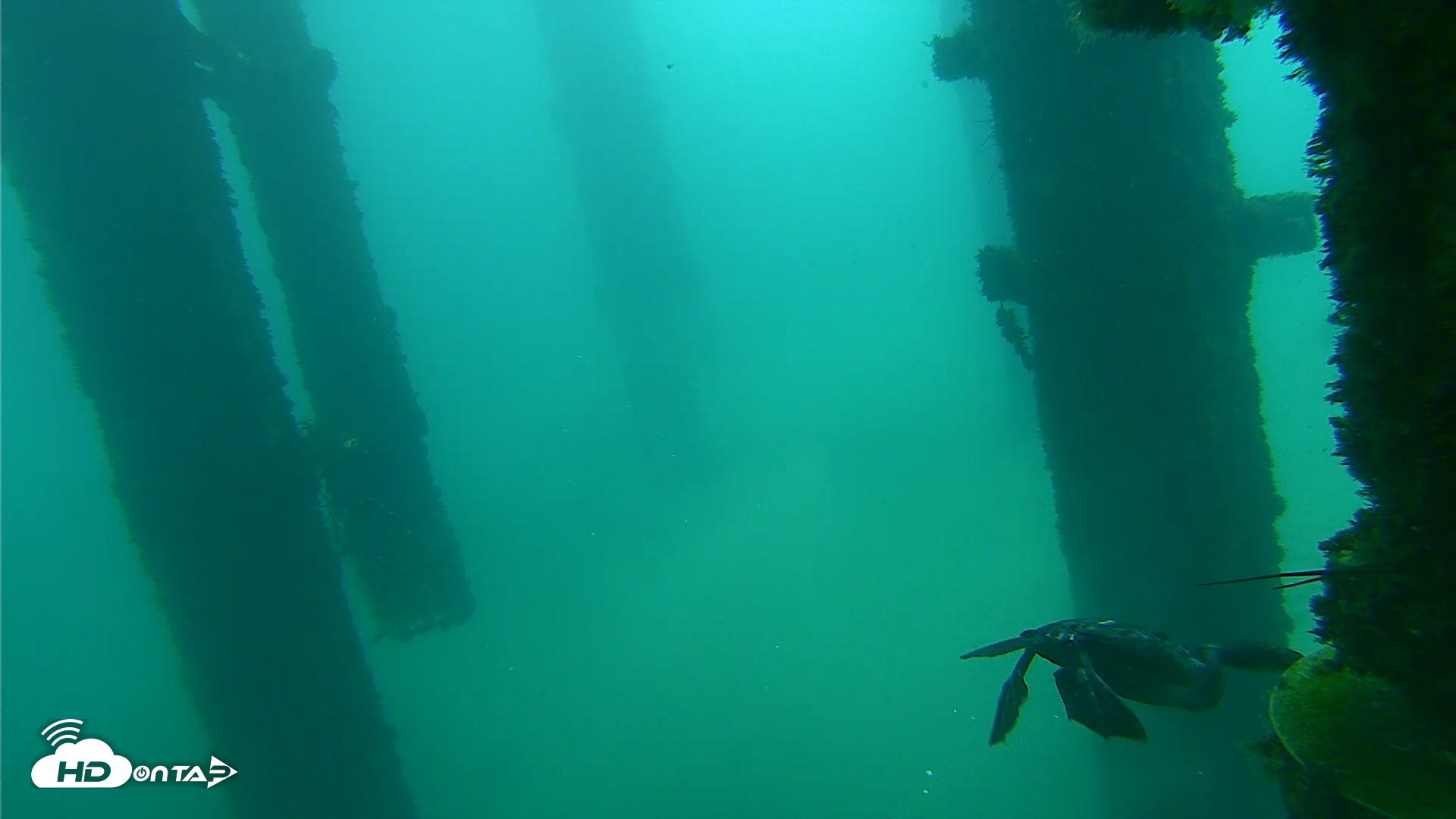 Snapshot of Scripps Pier Underwater Live Webcam taken Oct 8, 2026, 9:29am PDT