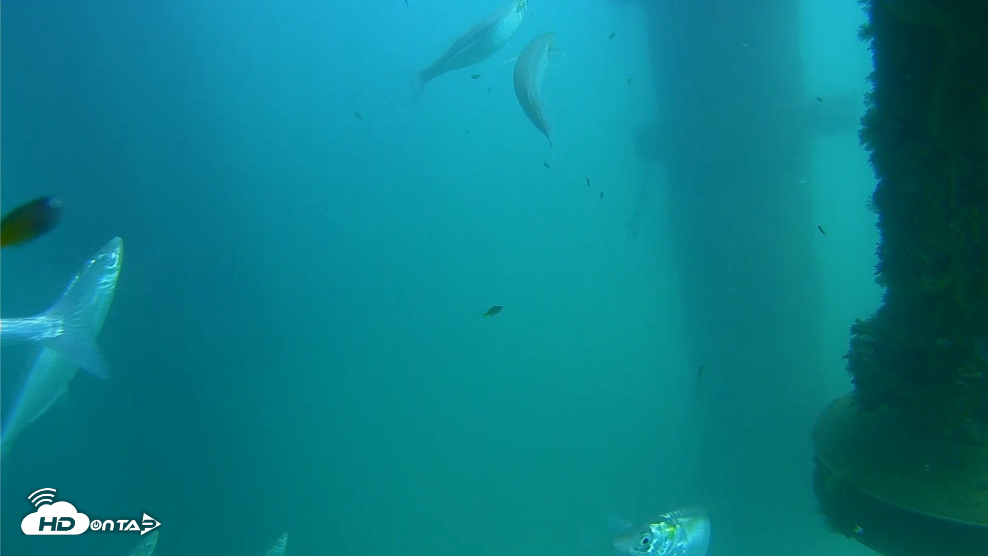Snapshot of Scripps Pier Underwater Live Webcam taken Aug 20, 2026, 2:40pm PDT