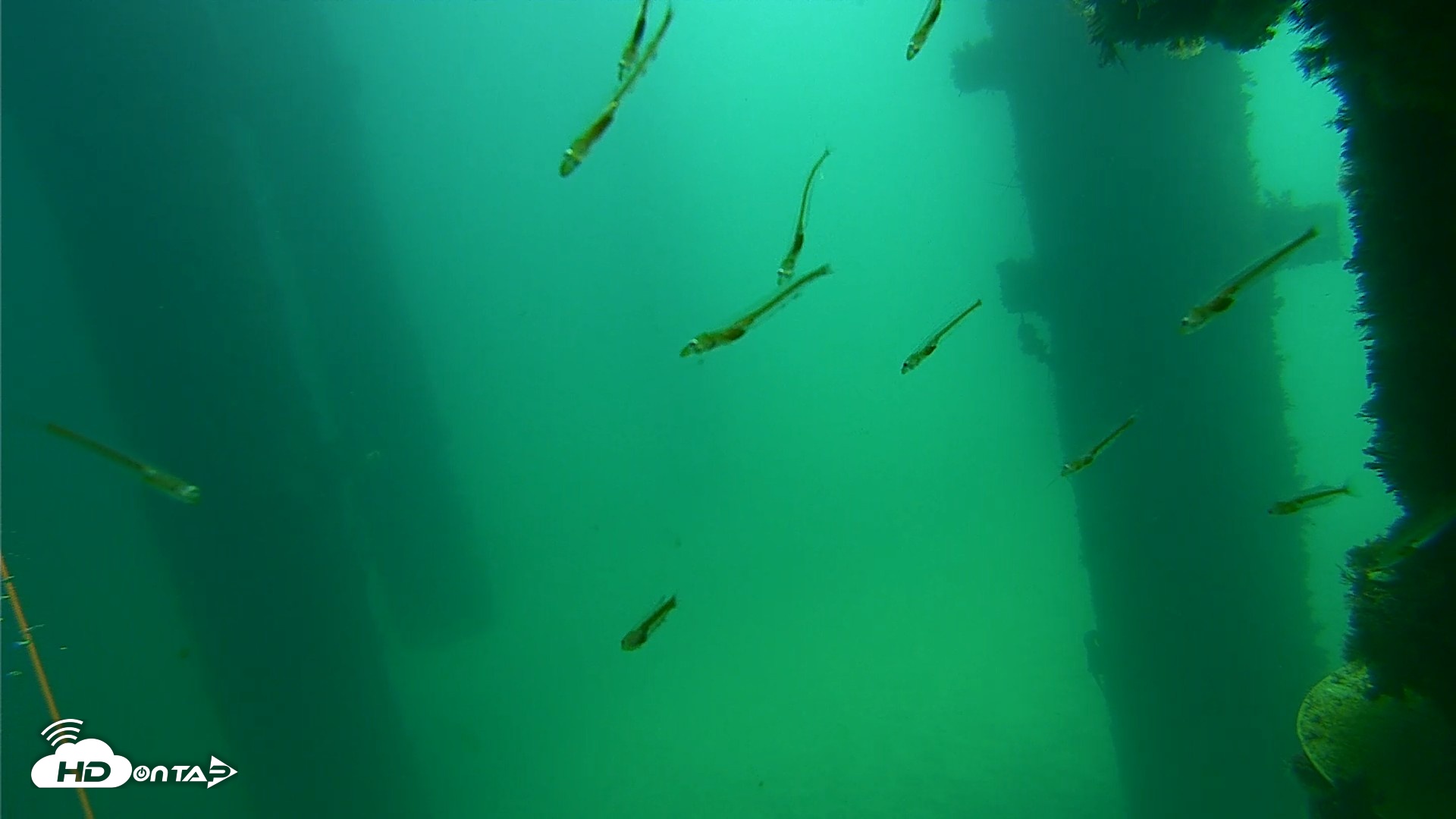 Snapshot of Scripps Pier Underwater Live Webcam taken Sep 17, 2026, 11:53am PDT