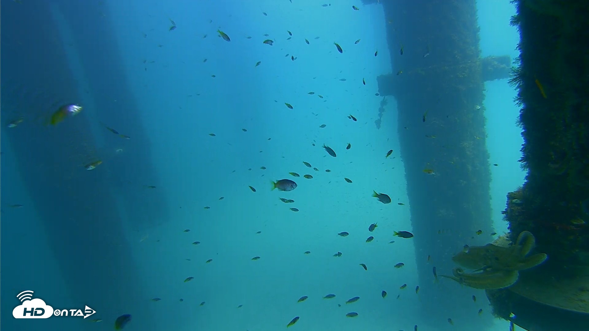 Snapshot of Scripps Pier Underwater Live Webcam taken Aug 24, 2026, 1:44pm PDT