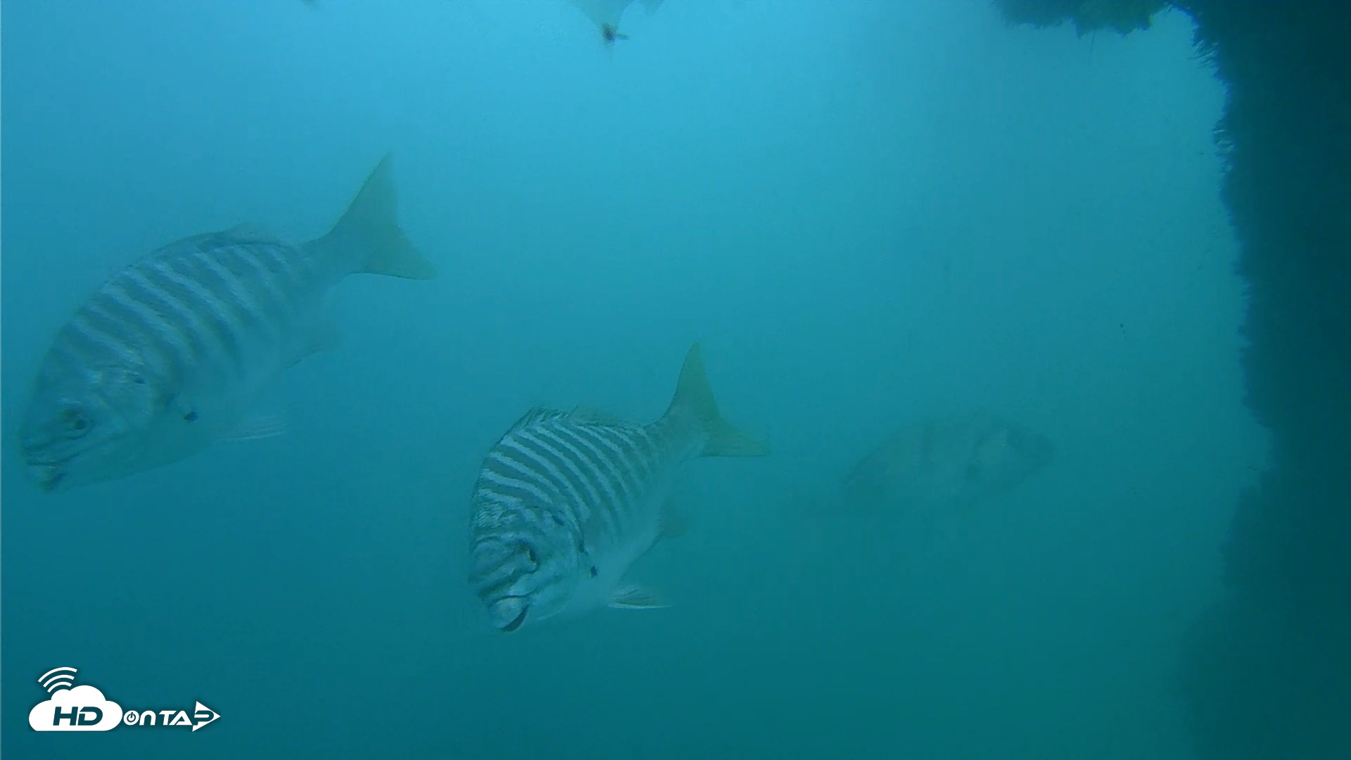 Snapshot of Scripps Pier Underwater Live Webcam taken Oct 11, 2026, 3:42pm PDT