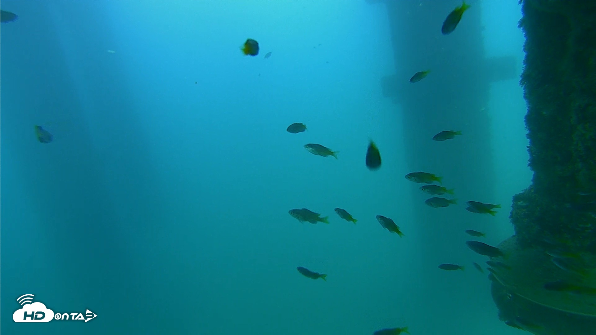 Snapshot of Scripps Pier Underwater Live Webcam taken Aug 26, 2026, 6:32pm PDT