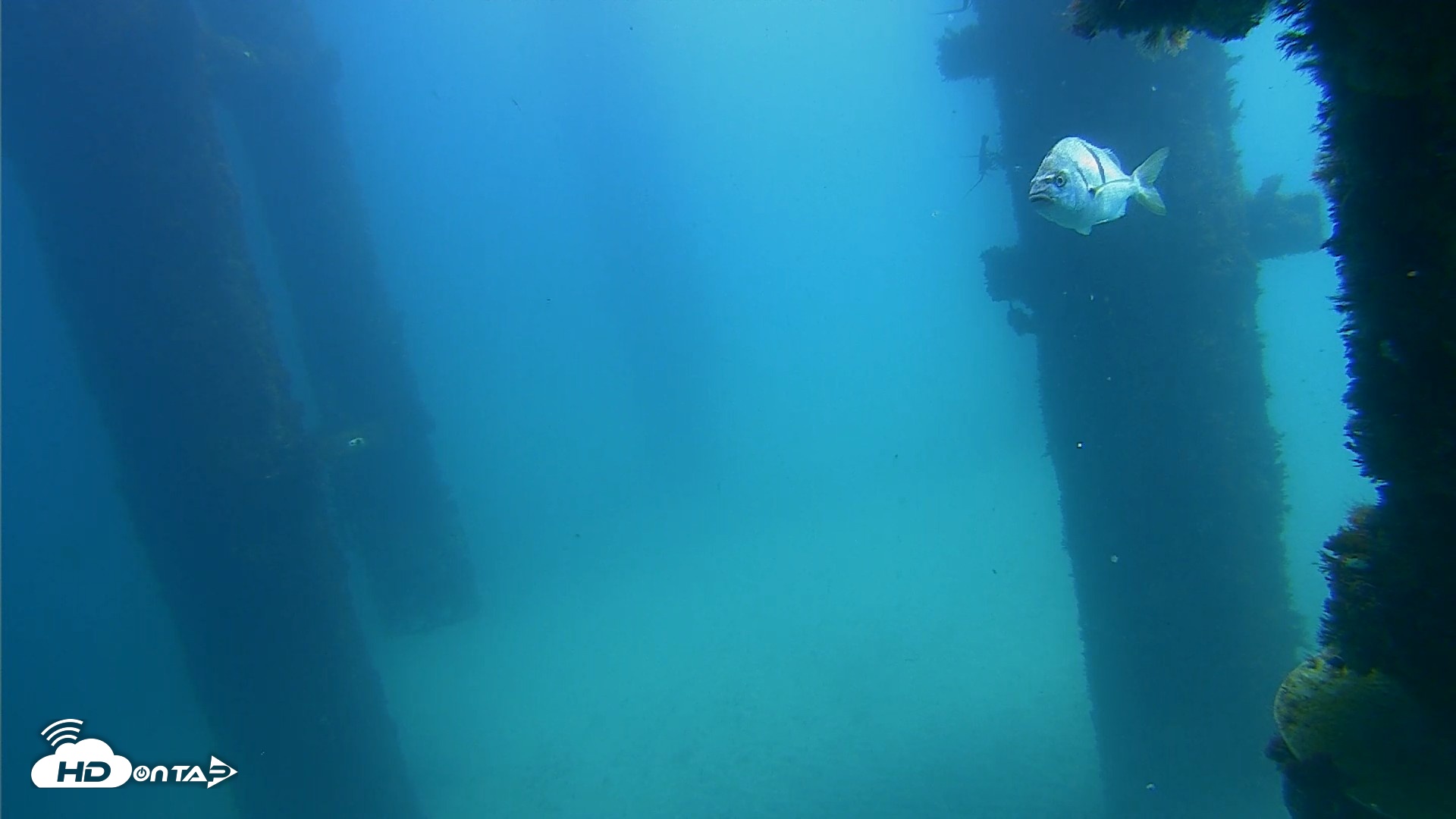 Snapshot of Scripps Pier Underwater Live Webcam taken Sep 20, 2026, 12:32pm PDT