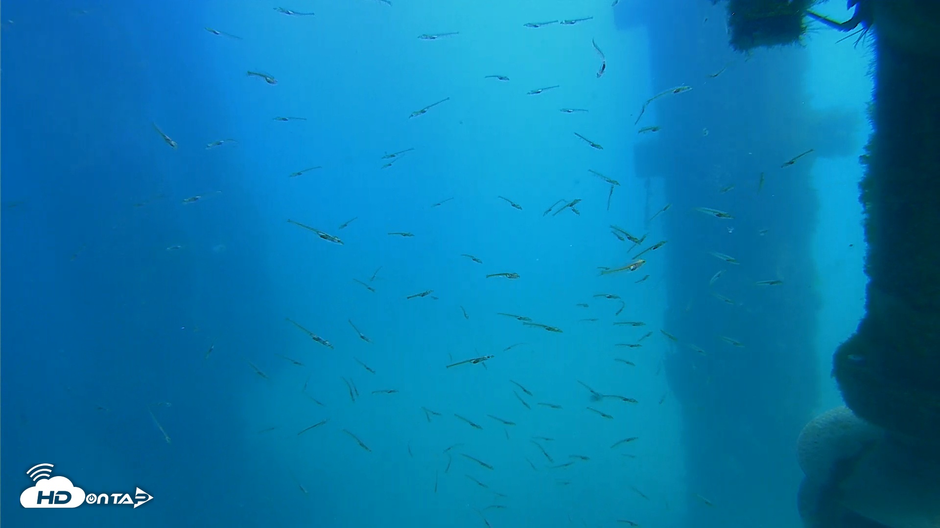 Snapshot of Scripps Pier Underwater Live Webcam taken Mar 23, 2026, 1:32pm PDT
