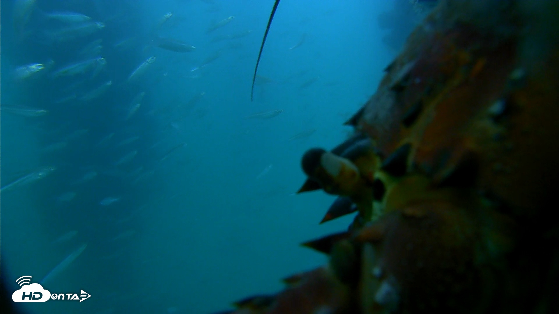 Snapshot of Scripps Pier Underwater Live Webcam taken Jul 15, 2025, 7:46pm PDT