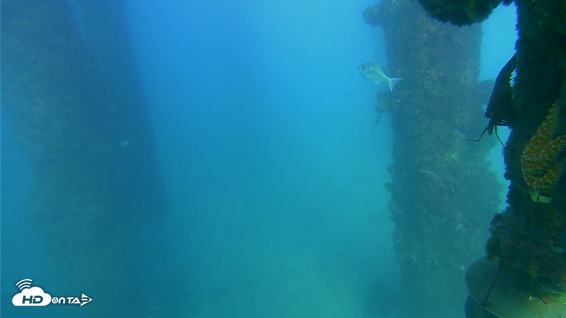 Snapshot of Scripps Pier Underwater Live Webcam taken Sep 27, 2025, 4:41pm PDT
