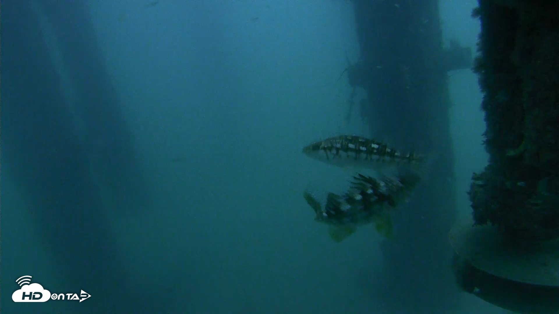 Snapshot of Scripps Pier Underwater Live Webcam taken Aug 14, 2026, 6:08am PDT