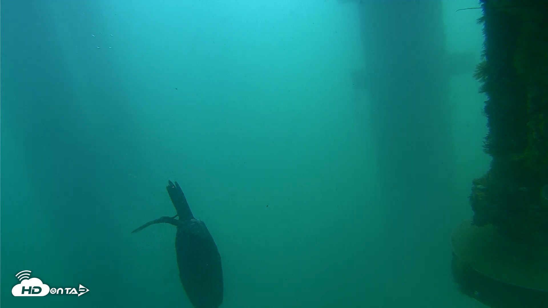 Snapshot of Scripps Pier Underwater Live Webcam taken Aug 19, 2026, 10:04am PDT