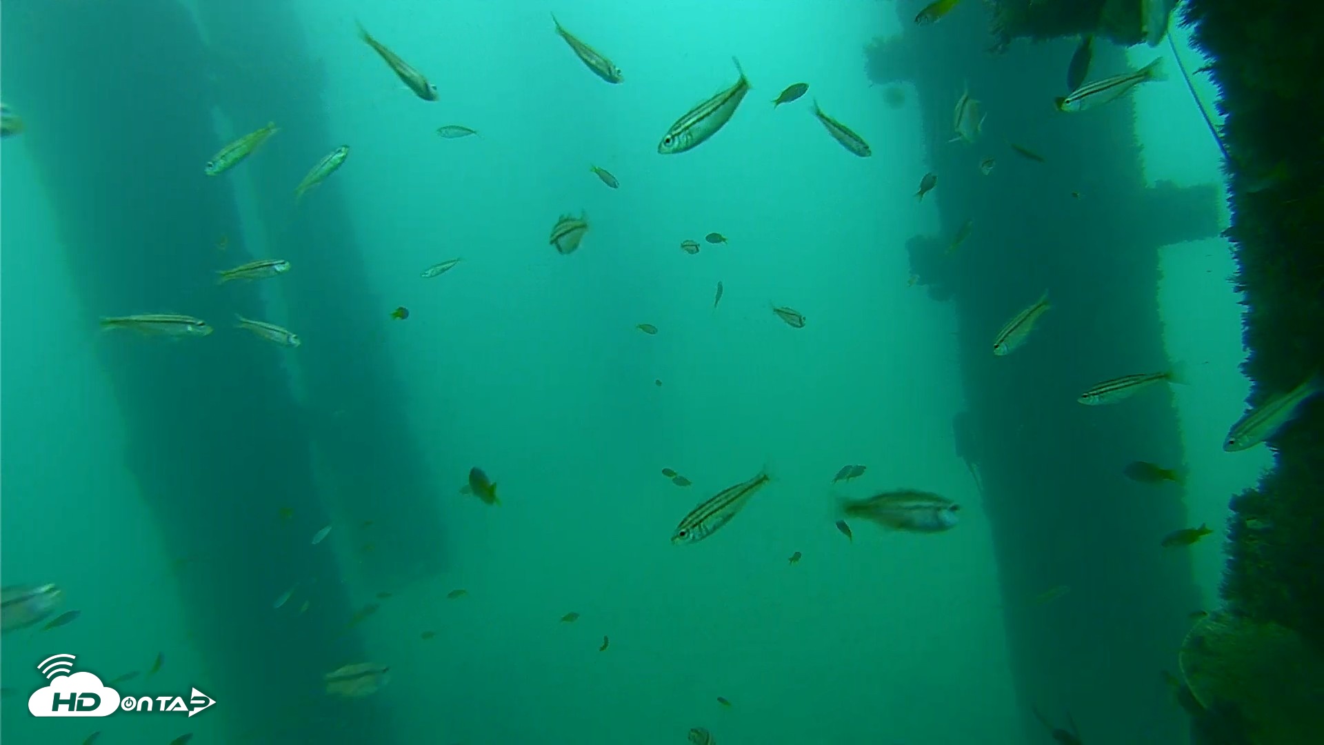 Snapshot of Scripps Pier Underwater Live Webcam taken Sep 17, 2026, 9:07am PDT