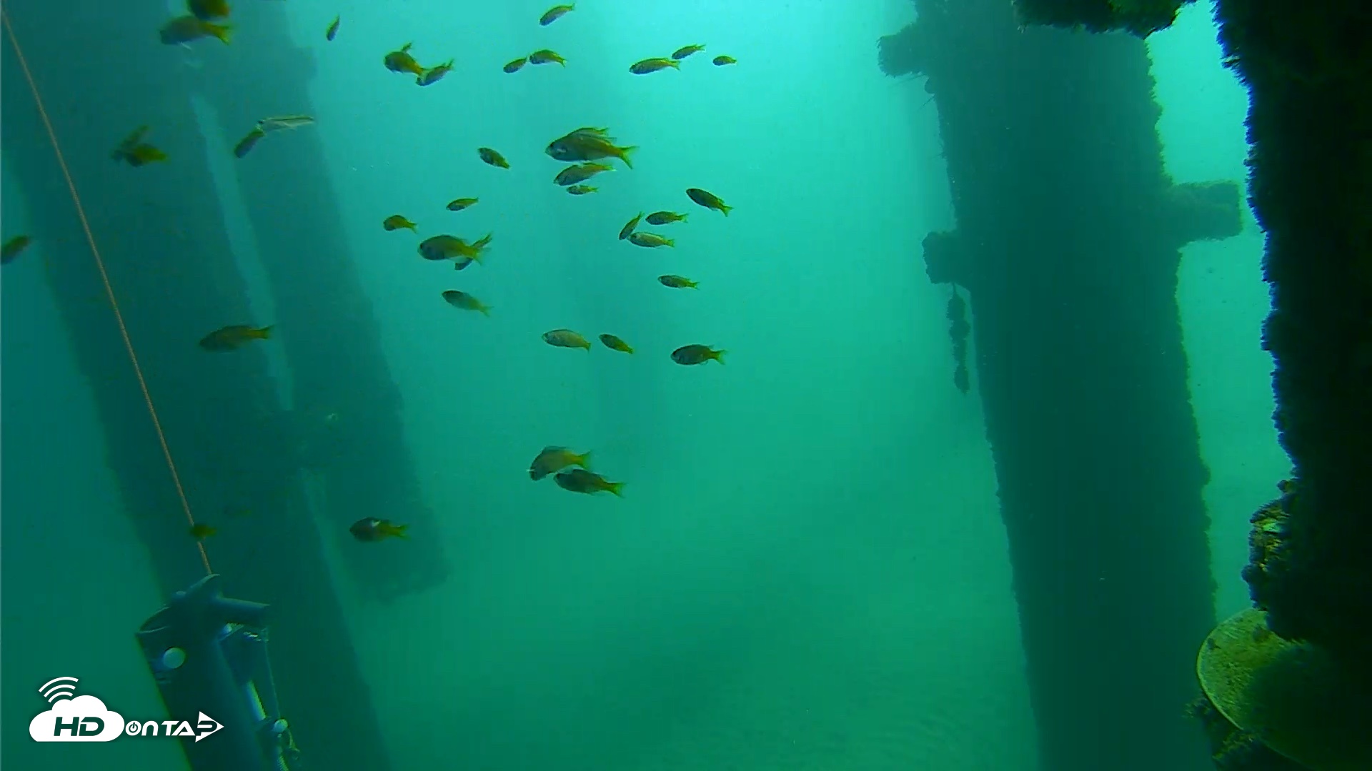 Snapshot of Scripps Pier Underwater Live Webcam taken Oct 8, 2026, 10:31am PDT