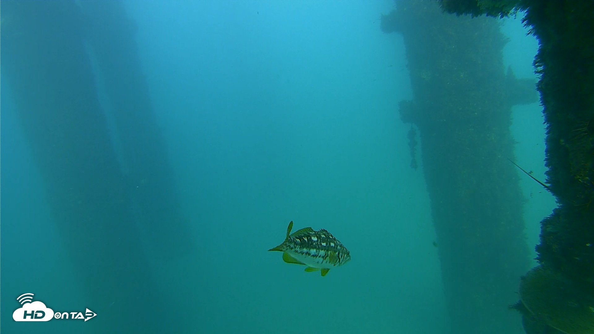 Snapshot of Scripps Pier Underwater Live Webcam taken Oct 8, 2026, 4:31pm PDT