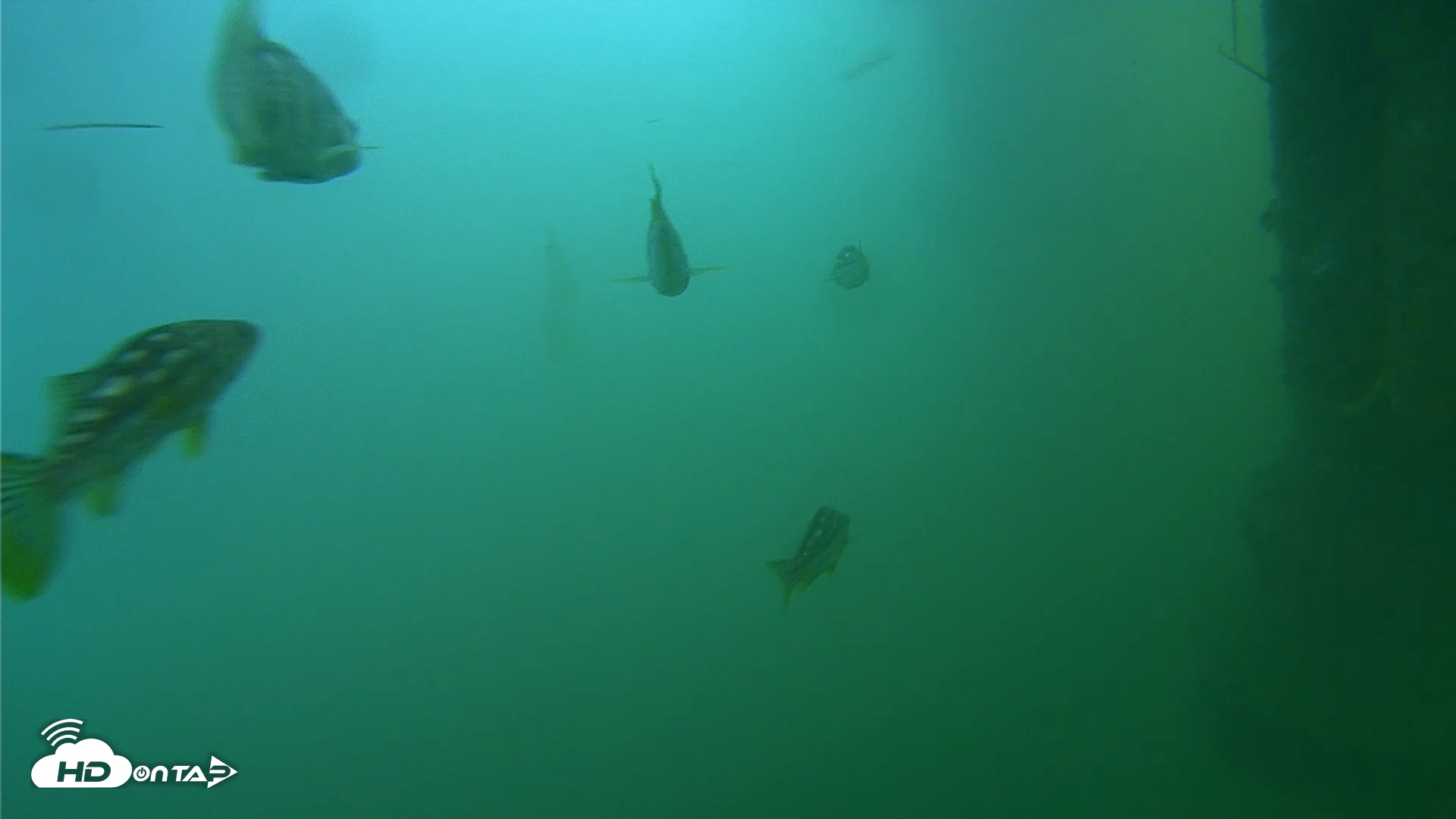 Snapshot of Scripps Pier Underwater Live Webcam taken Jul 27, 2026, 8:39am PDT