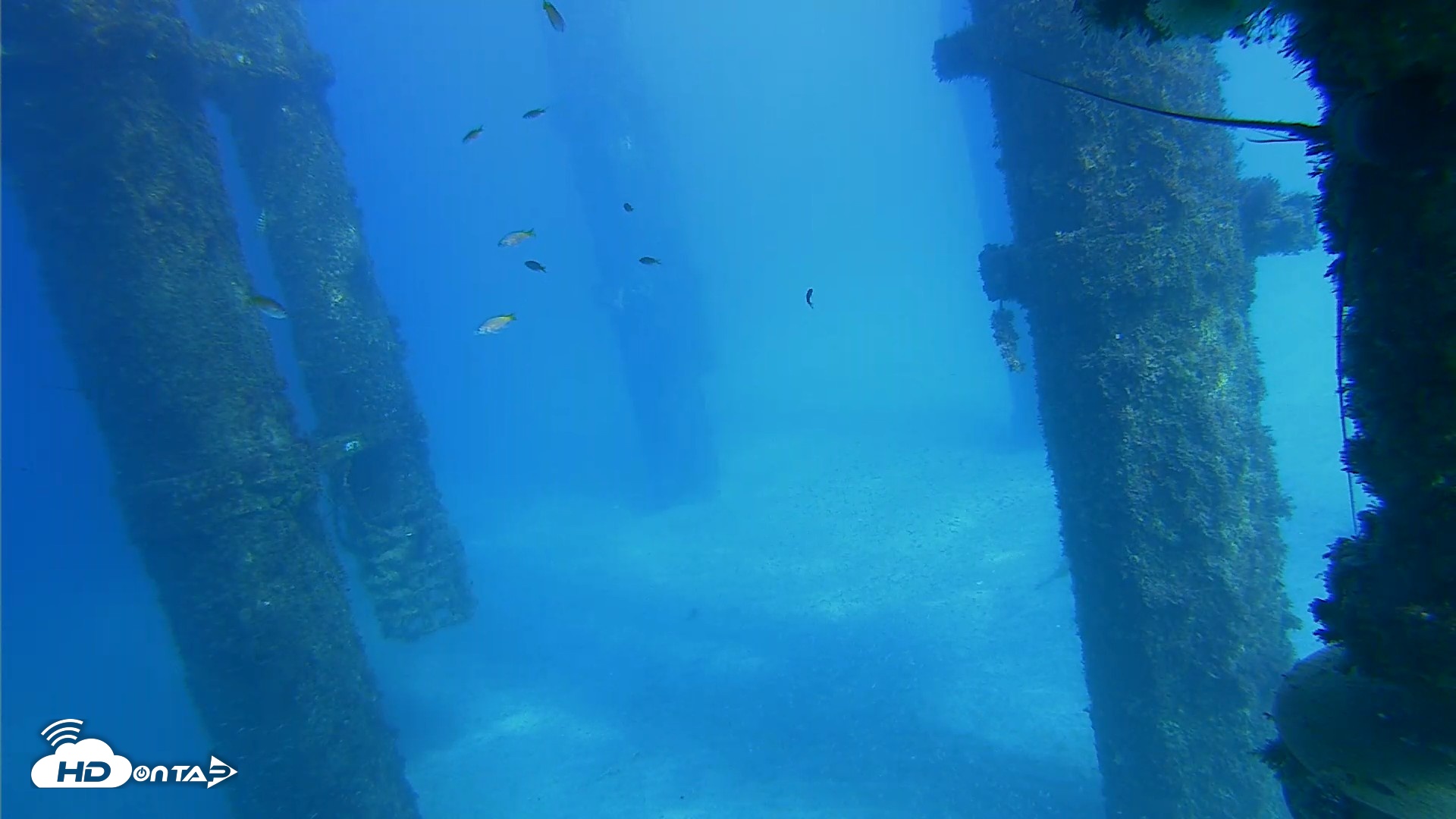 Snapshot of Scripps Pier Underwater Live Webcam taken Oct 16, 2026, 3:13pm PDT