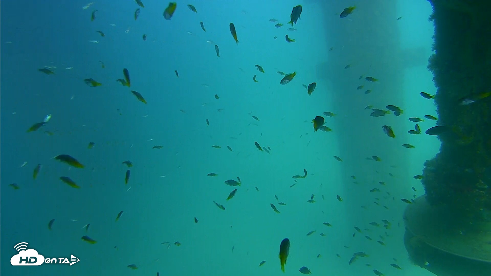 Snapshot of Scripps Pier Underwater Live Webcam taken Aug 18, 2026, 3:01pm PDT