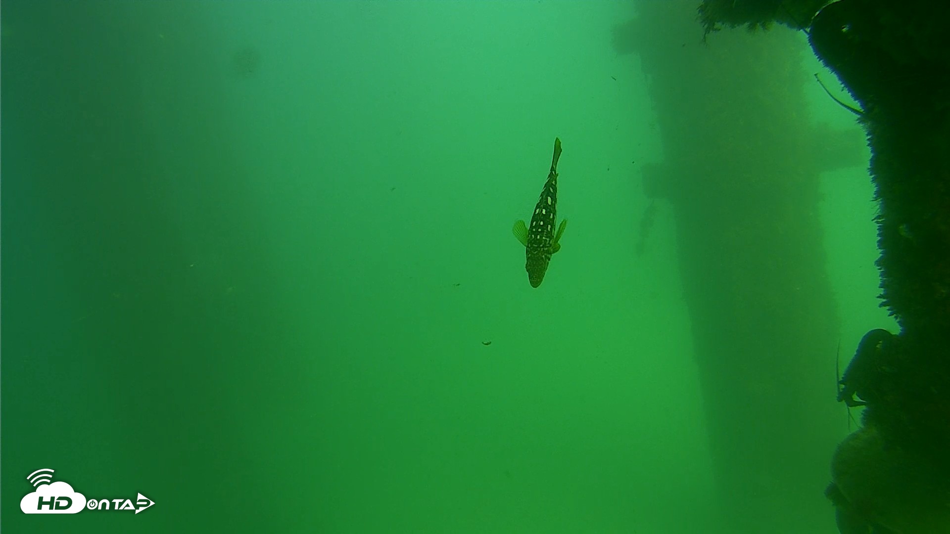 Snapshot of Scripps Pier Underwater Live Webcam taken Sep 18, 2026, 2:57pm PDT