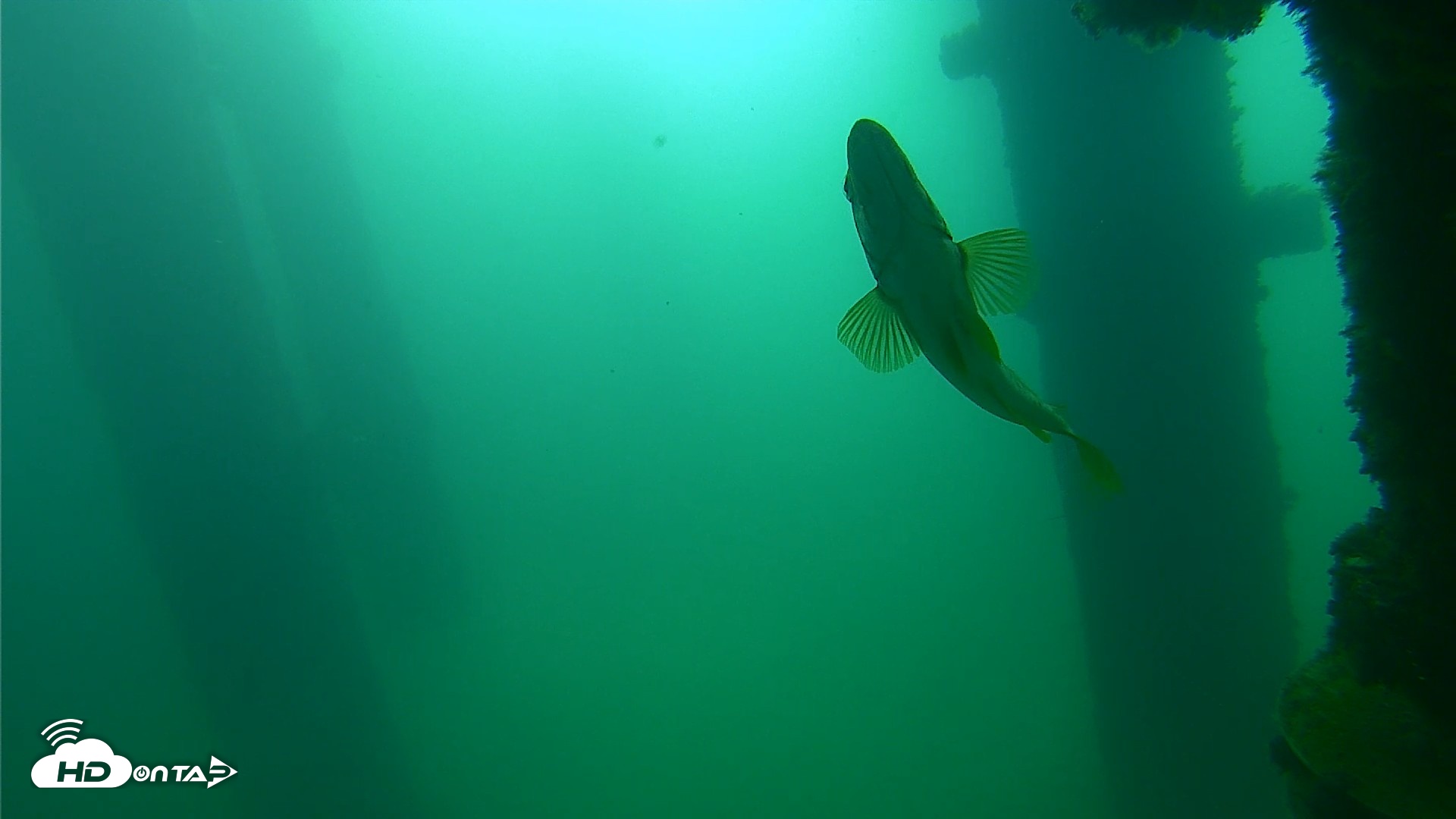 Snapshot of Scripps Pier Underwater Live Webcam taken Sep 23, 2026, 9:28am PDT