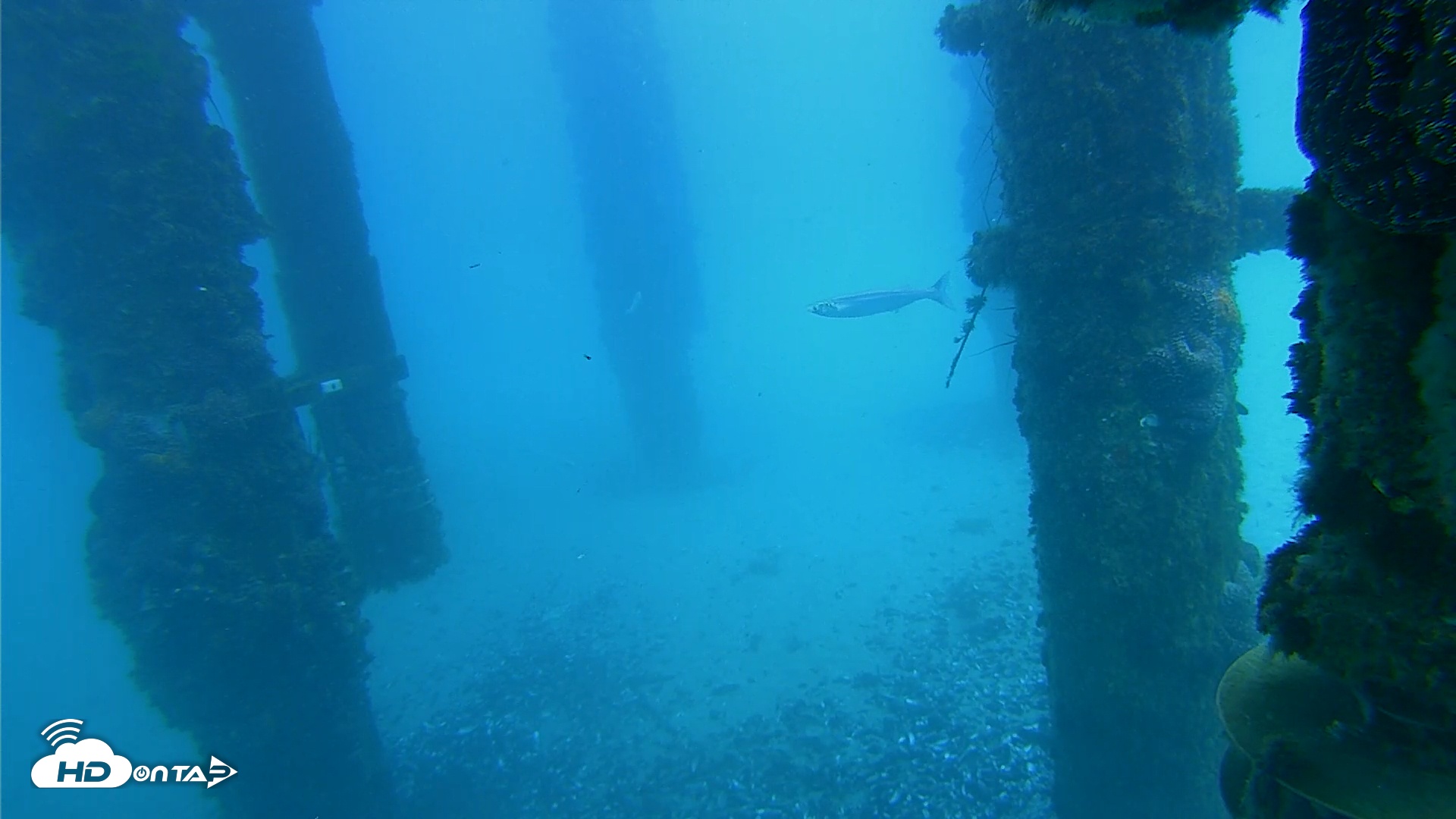 Snapshot of Scripps Pier Underwater Live Webcam taken Jan 21, 2026, 12:51pm PST