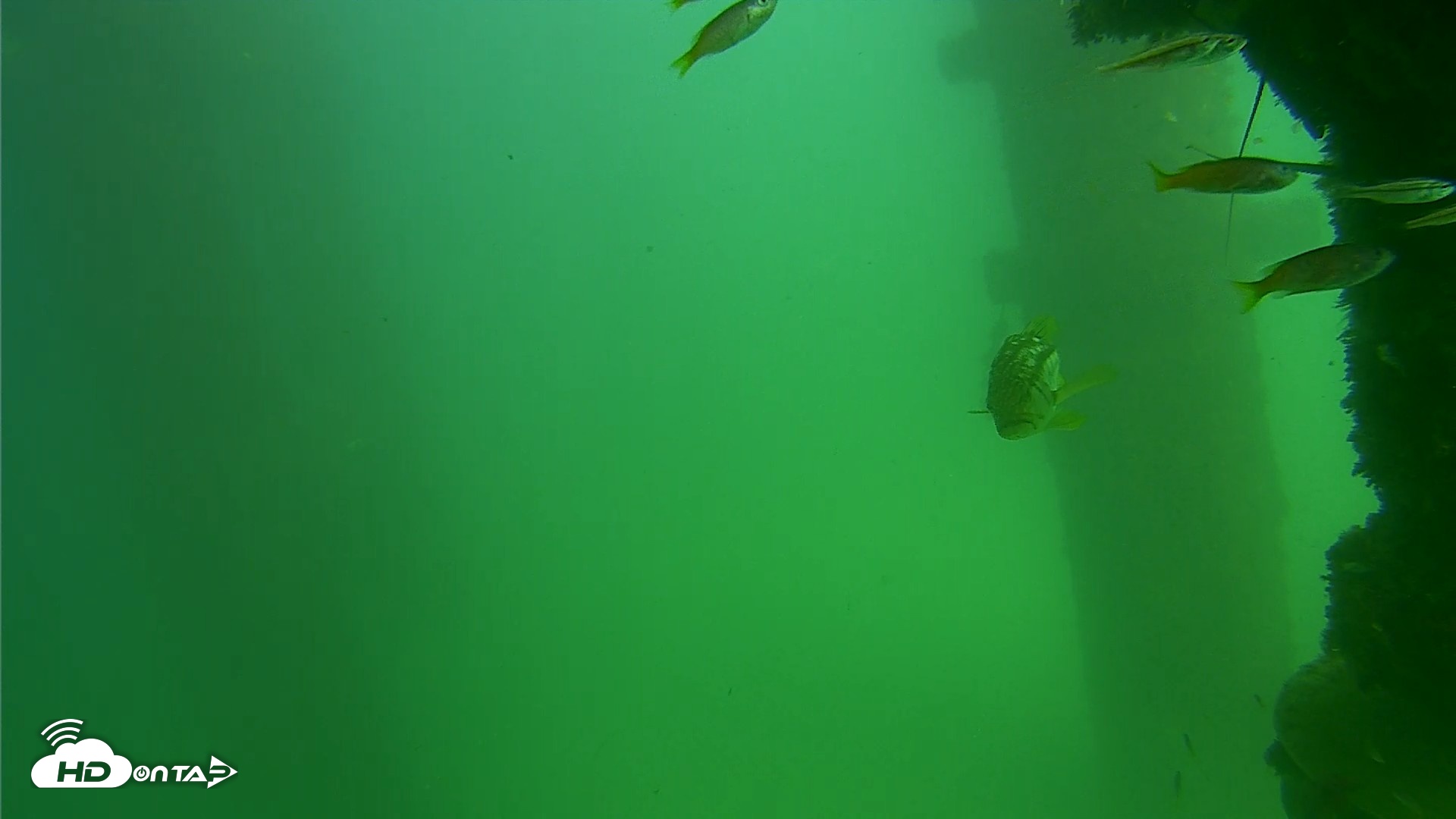 Snapshot of Scripps Pier Underwater Live Webcam taken Sep 18, 2026, 2:51pm PDT