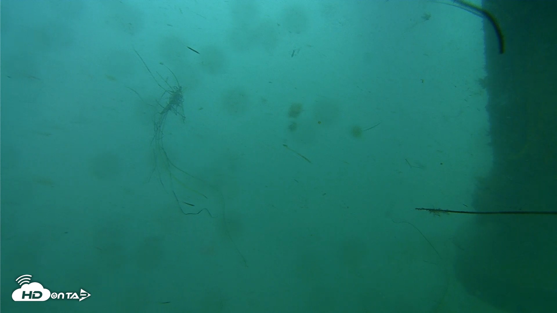 Snapshot of Scripps Pier Underwater Live Webcam taken Jul 28, 2026, 8:46am PDT