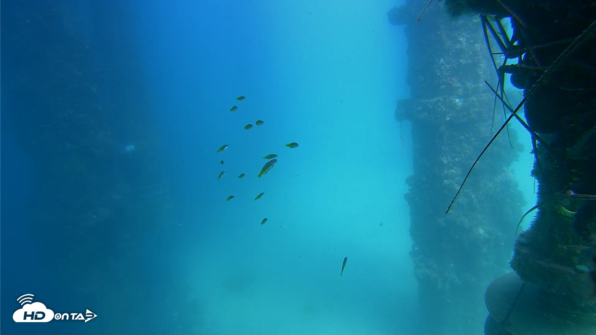Snapshot of Scripps Pier Underwater Live Webcam taken Aug 18, 2025, 2:38pm PDT
