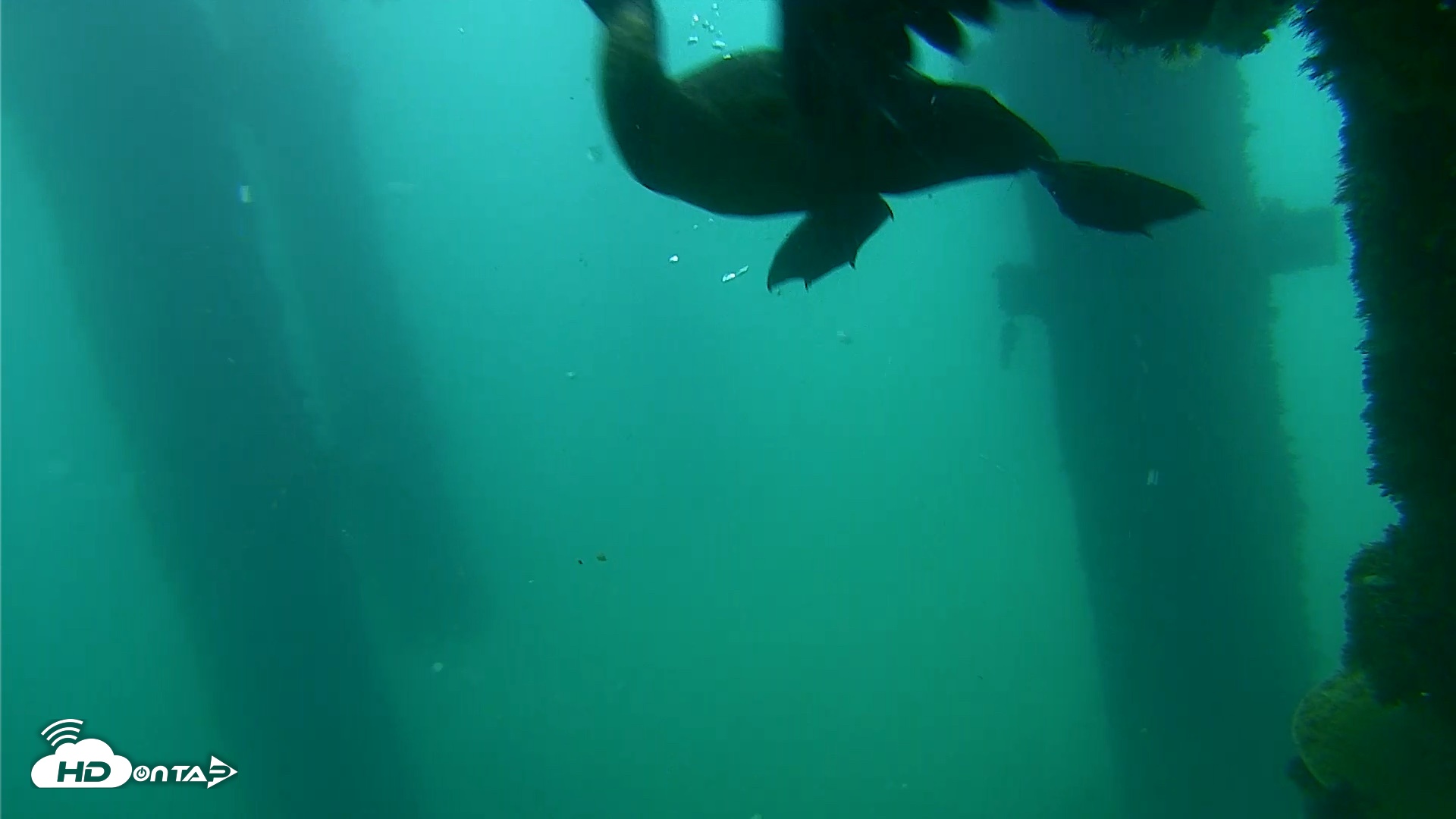 Snapshot of Scripps Pier Underwater Live Webcam taken Sep 18, 2026, 7:57am PDT