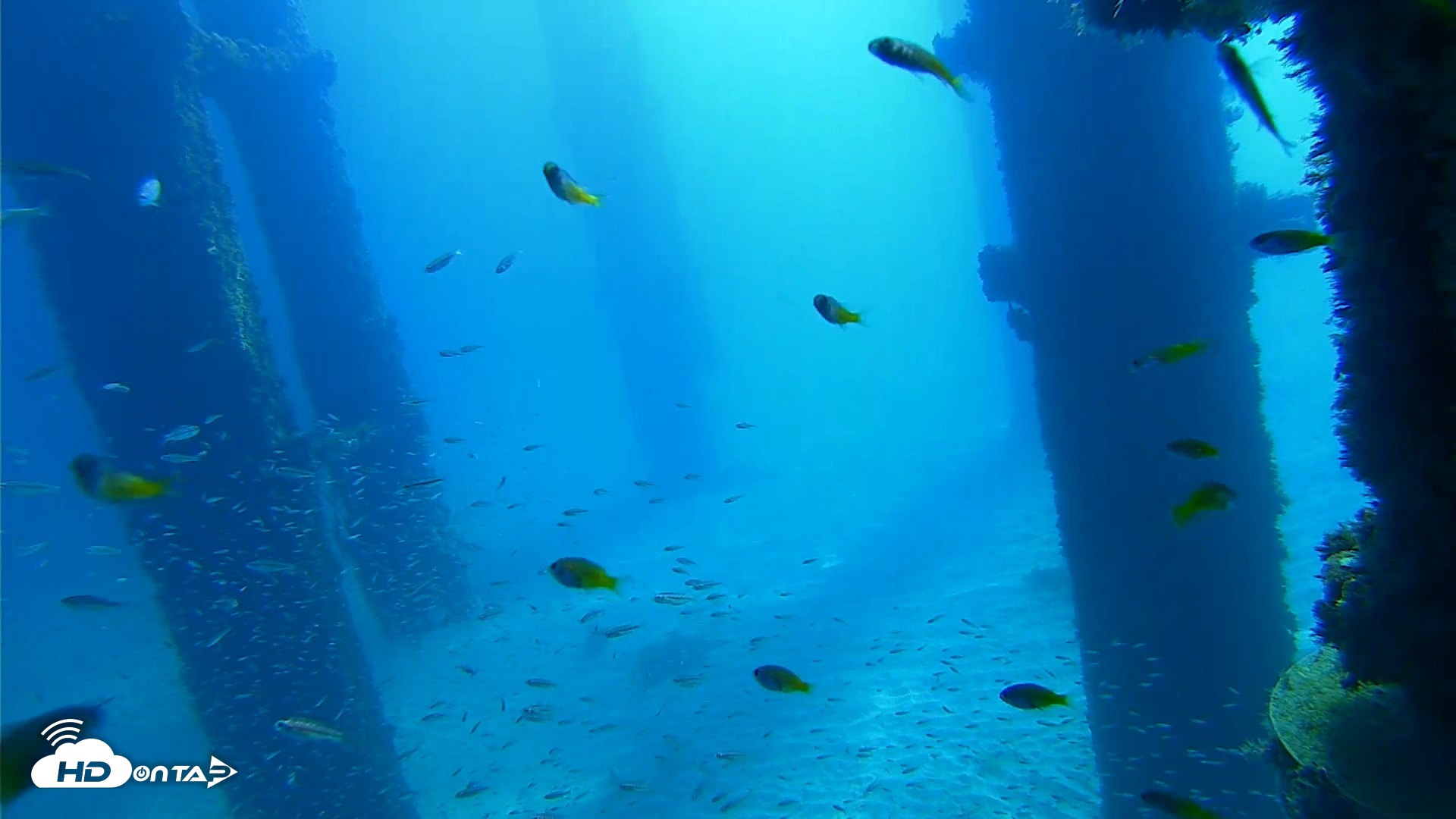Snapshot of Scripps Pier Underwater Live Webcam taken Oct 5, 2026, 10:26am PDT