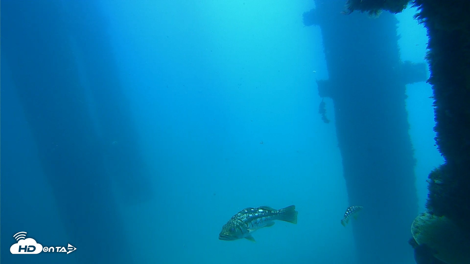 Snapshot of Scripps Pier Underwater Live Webcam taken Sep 19, 2026, 11:58am PDT