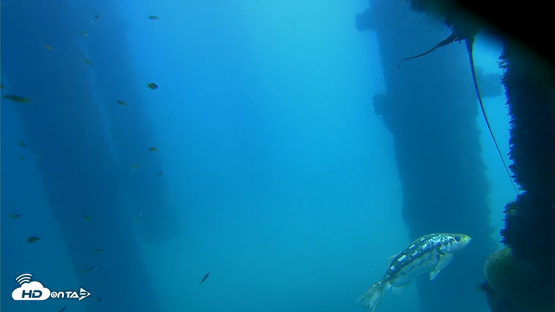 Snapshot of Scripps Pier Underwater Live Webcam taken Oct 9, 2026, 12:25pm PDT