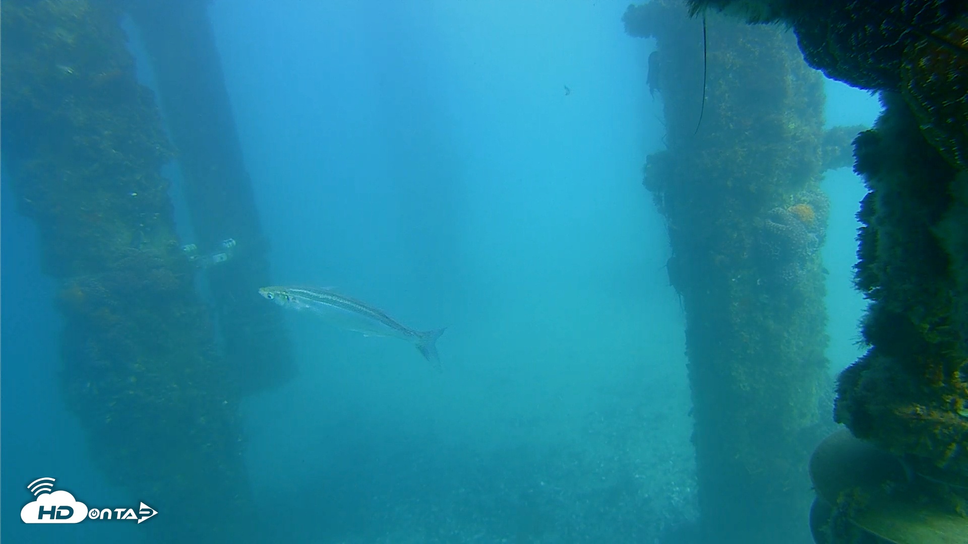 Snapshot of Scripps Pier Underwater Live Webcam taken Jan 25, 2026, 2:37pm PST