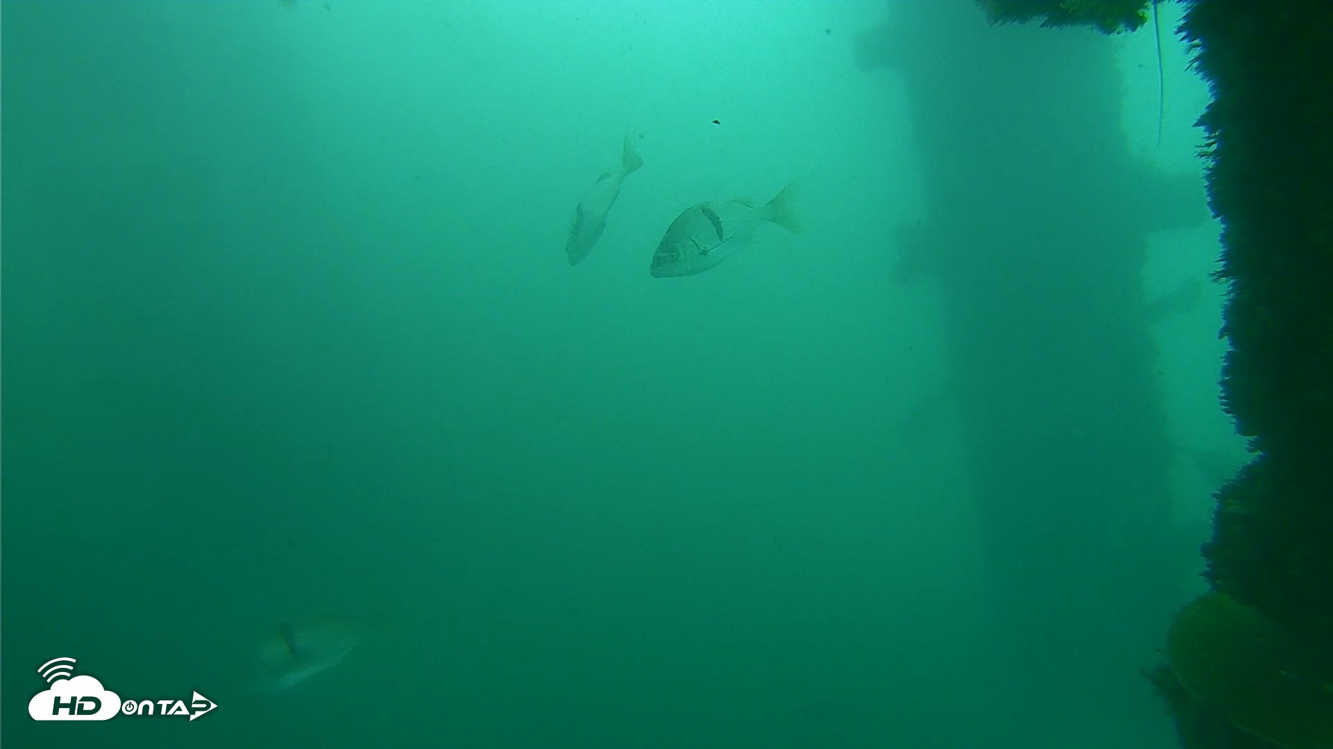 Snapshot of Scripps Pier Underwater Live Webcam taken Oct 11, 2026, 11:52am PDT