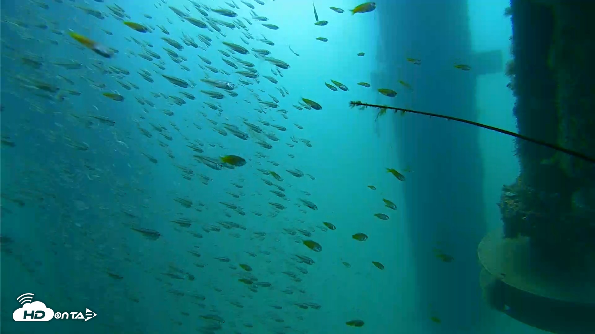 Snapshot of Scripps Pier Underwater Live Webcam taken Aug 10, 2026, 10:11am PDT