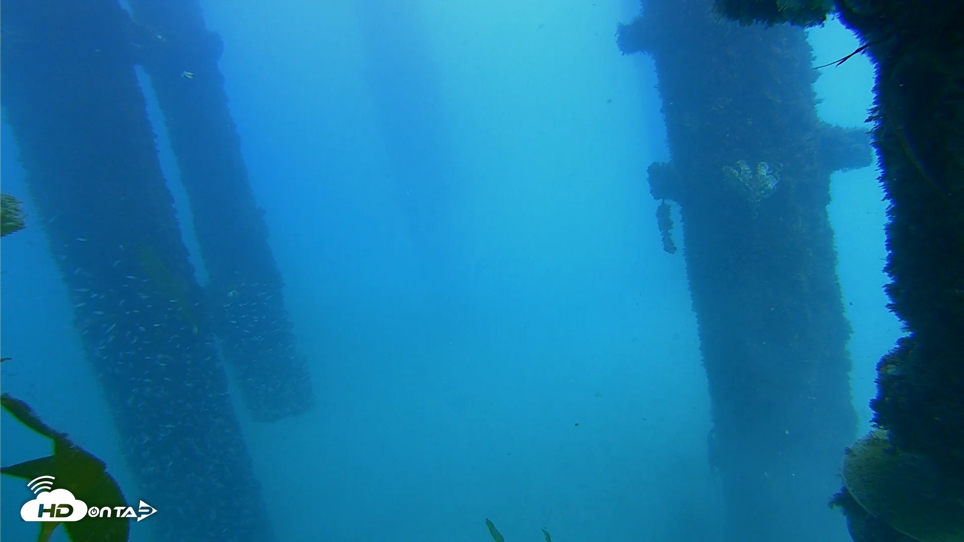Snapshot of Scripps Pier Underwater Live Webcam taken Oct 7, 2026, 2:05pm PDT