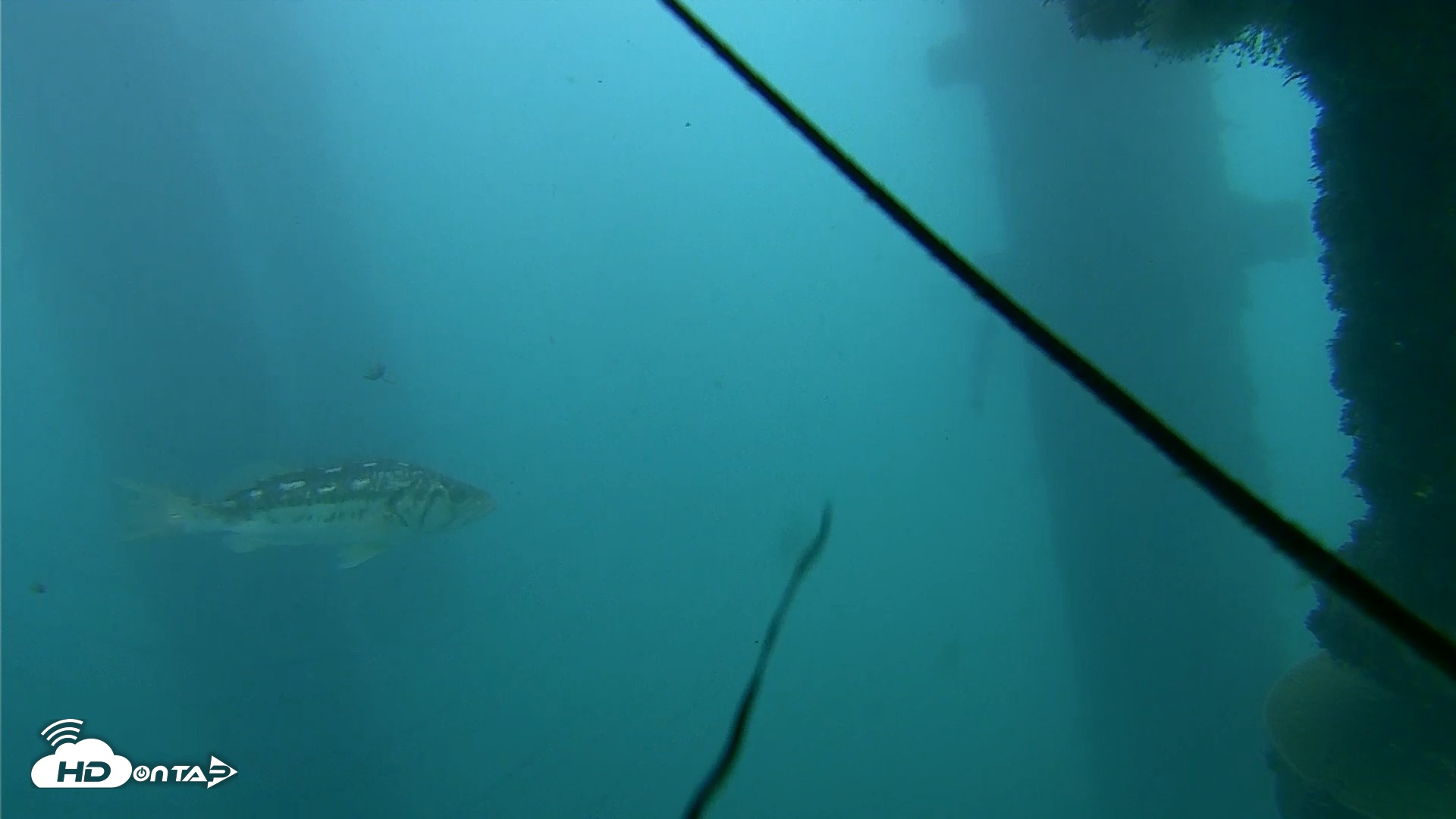 Snapshot of Scripps Pier Underwater Live Webcam taken Oct 23, 2026, 3:17pm PDT