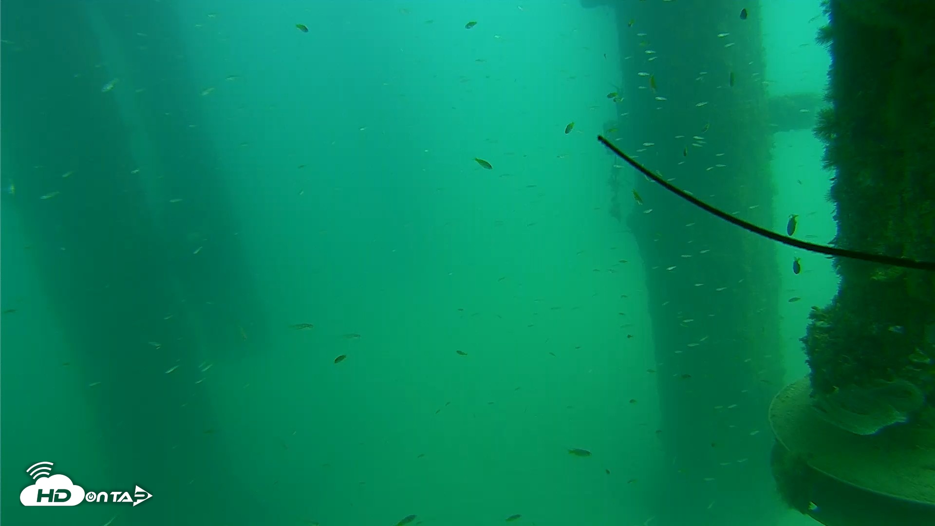 Snapshot of Scripps Pier Underwater Live Webcam taken Aug 14, 2026, 2:40pm PDT