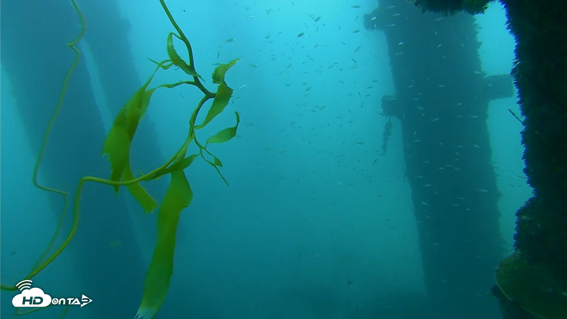 Snapshot of Scripps Pier Underwater Live Webcam taken Oct 1, 2026, 10:24am PDT