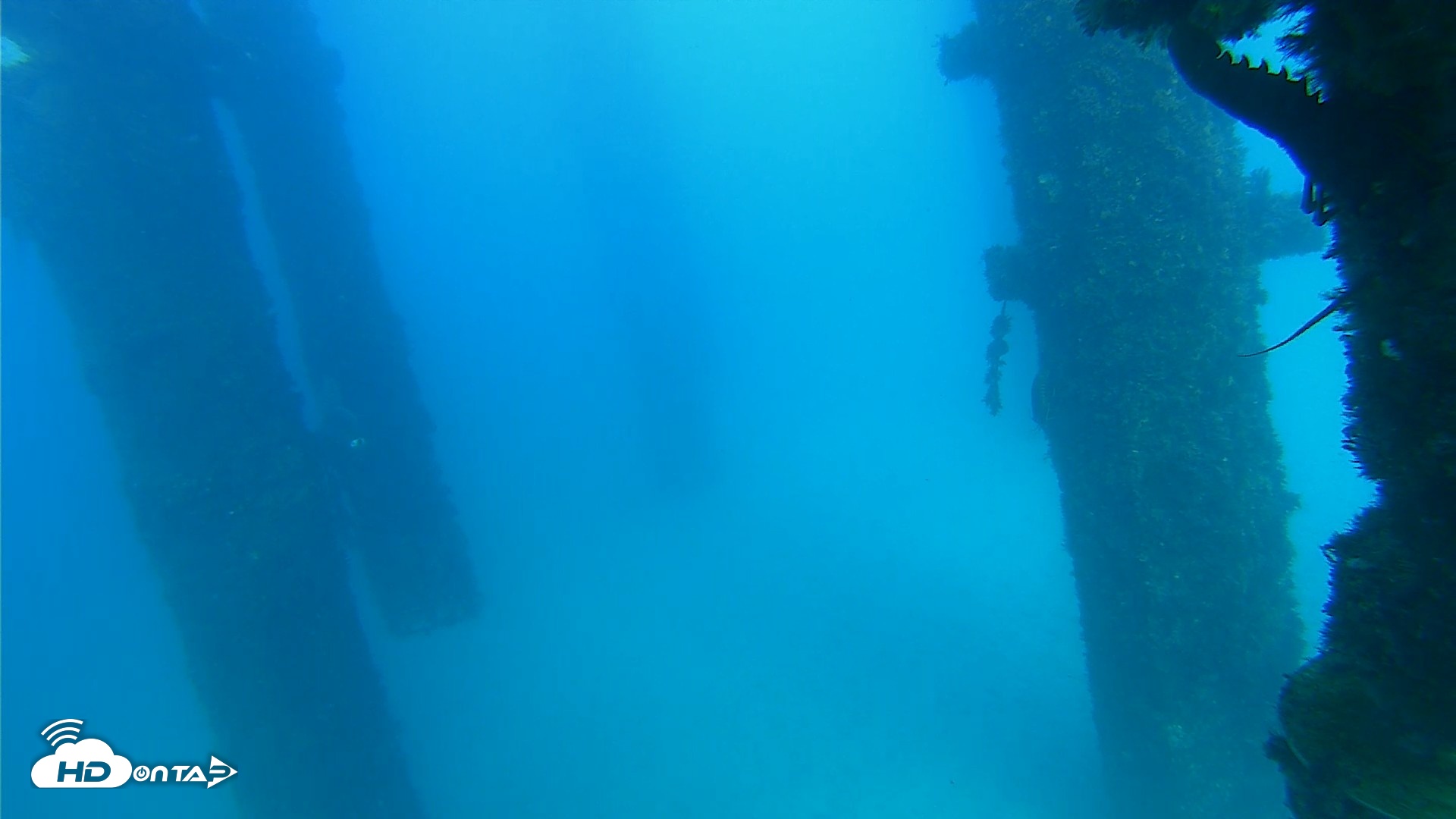 Snapshot of Scripps Pier Underwater Live Webcam taken Sep 26, 2026, 4:29pm PDT