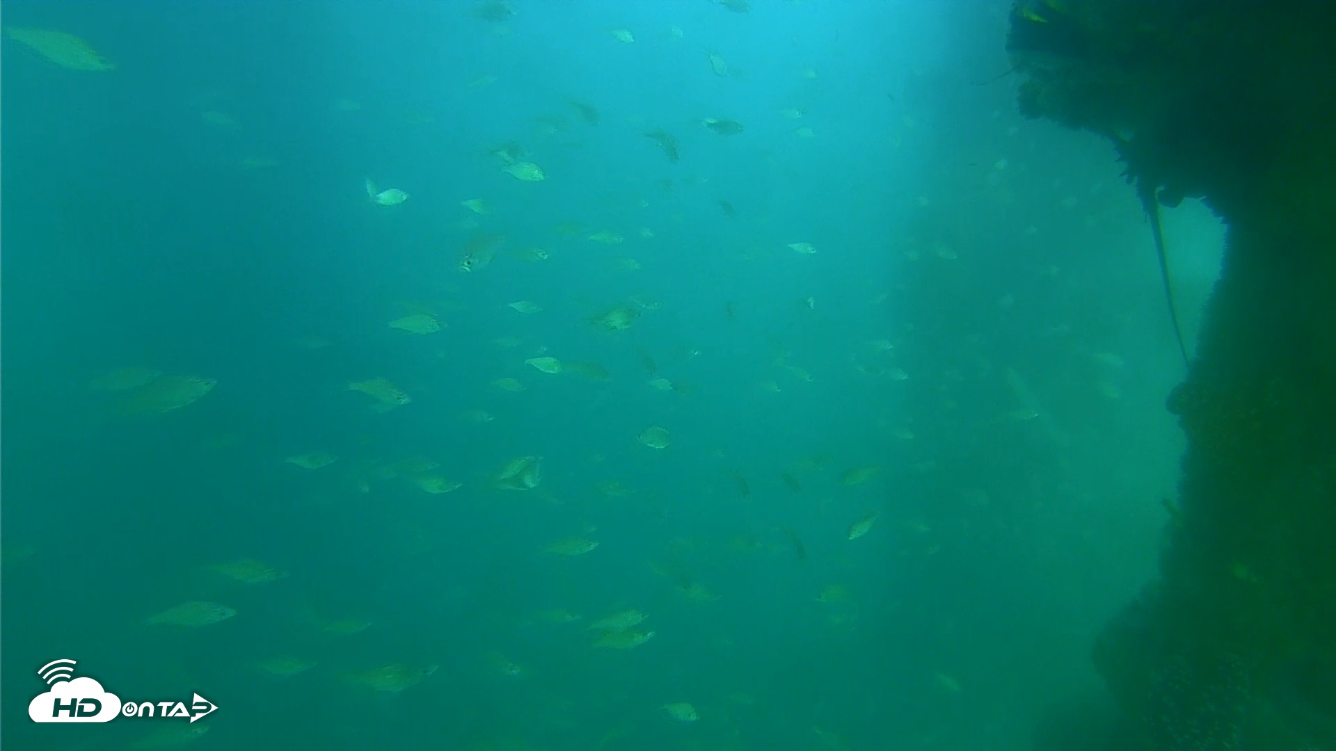 Snapshot of Scripps Pier Underwater Live Webcam taken Jun 24, 2025, 6:19pm PDT
