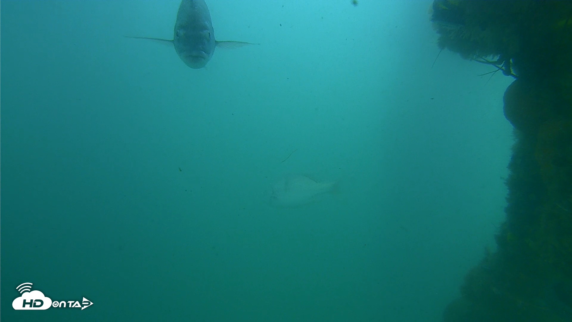 Snapshot of Scripps Pier Underwater Live Webcam taken Jun 21, 2025, 3:09pm PDT