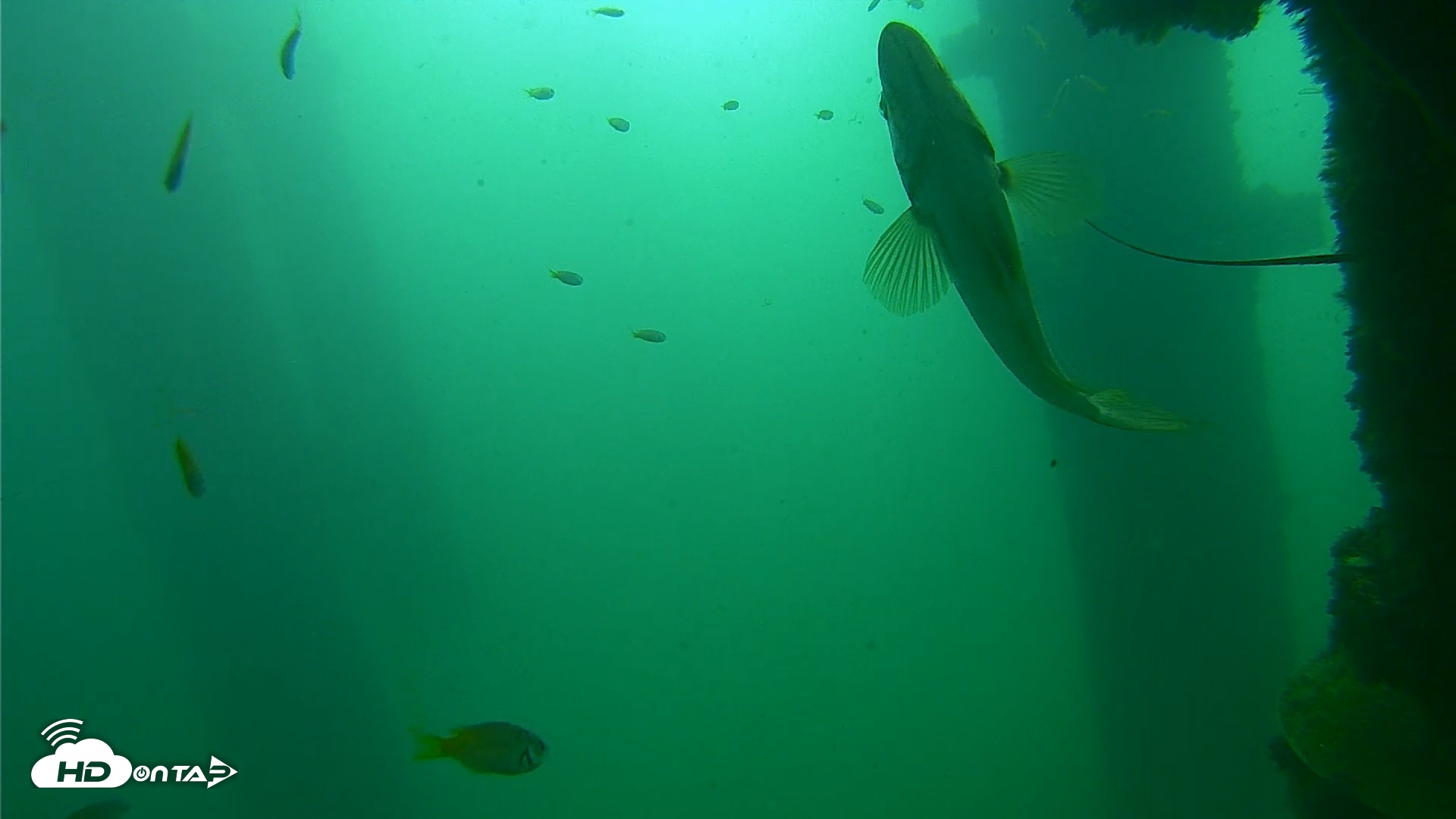 Snapshot of Scripps Pier Underwater Live Webcam taken Sep 23, 2026, 9:52am PDT