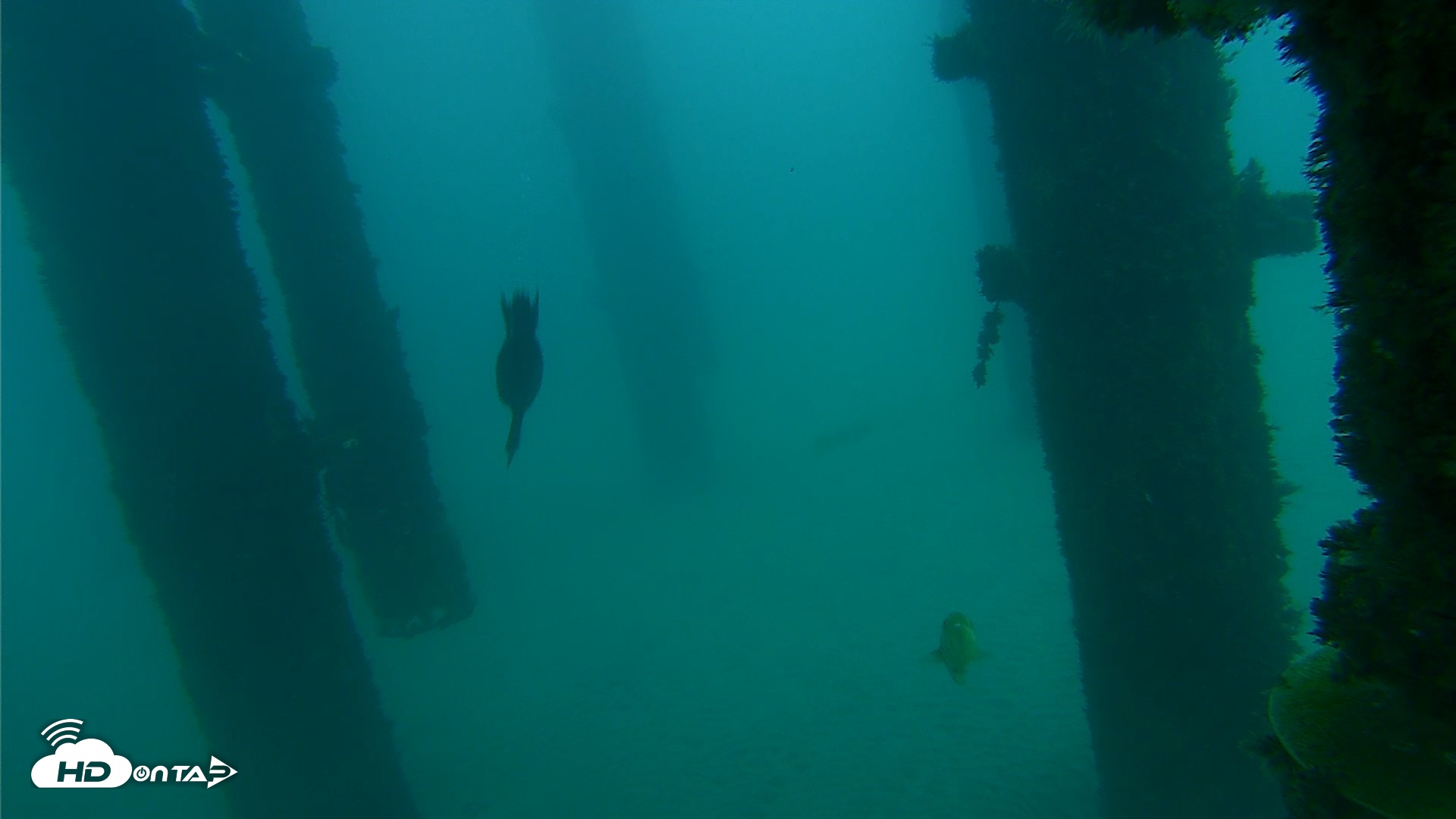 Snapshot of Scripps Pier Underwater Live Webcam taken Oct 8, 2026, 7:39am PDT