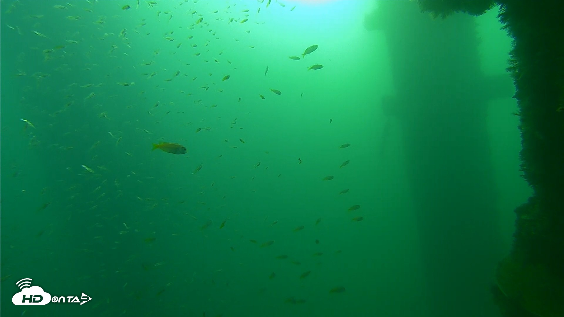 Snapshot of Scripps Pier Underwater Live Webcam taken Sep 28, 2026, 8:00am PDT