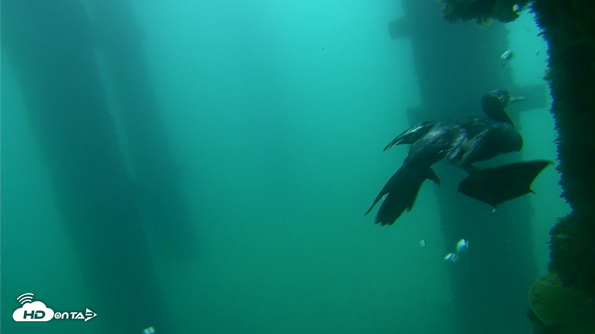Snapshot of Scripps Pier Underwater Live Webcam taken Sep 18, 2026, 7:56am PDT