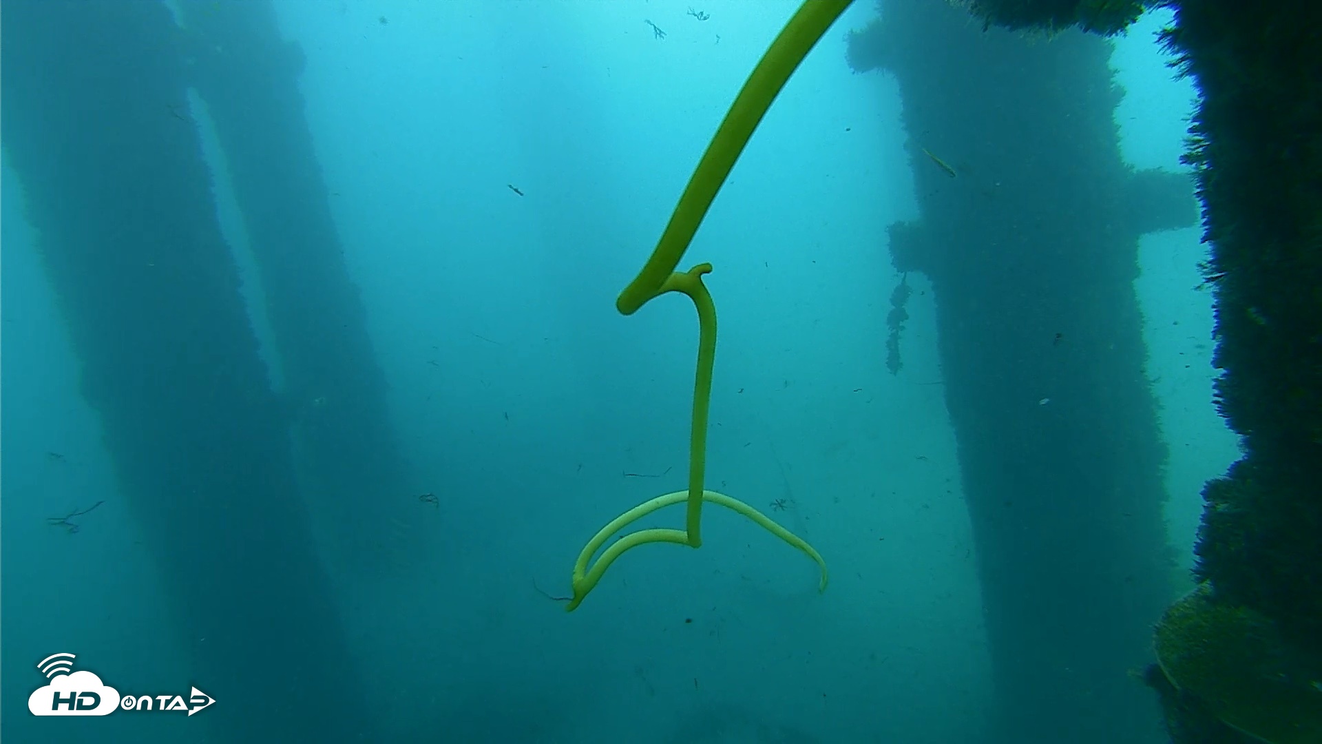 Snapshot of Scripps Pier Underwater Live Webcam taken Oct 1, 2026, 11:02am PDT