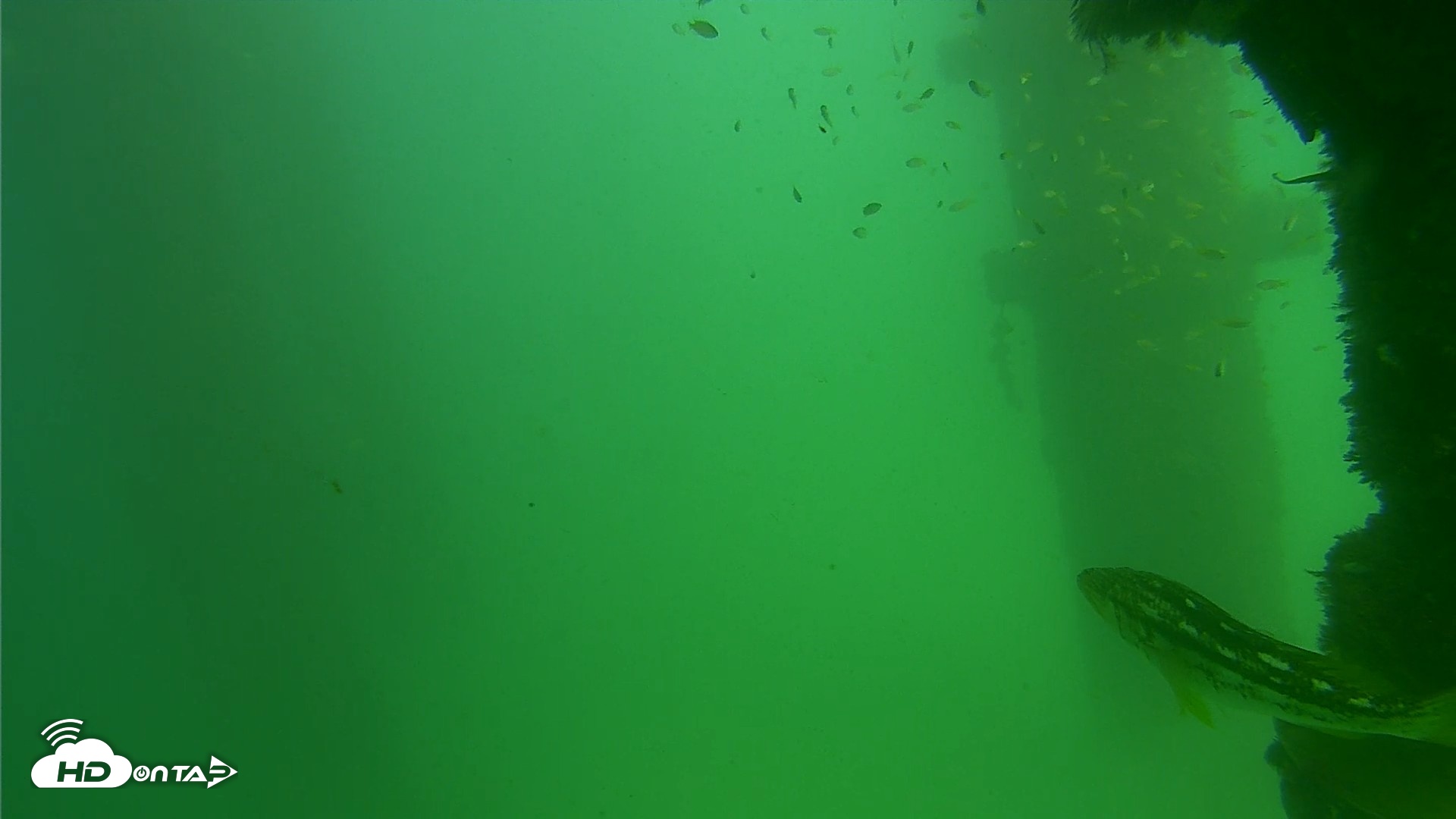 Snapshot of Scripps Pier Underwater Live Webcam taken Sep 18, 2026, 2:49pm PDT